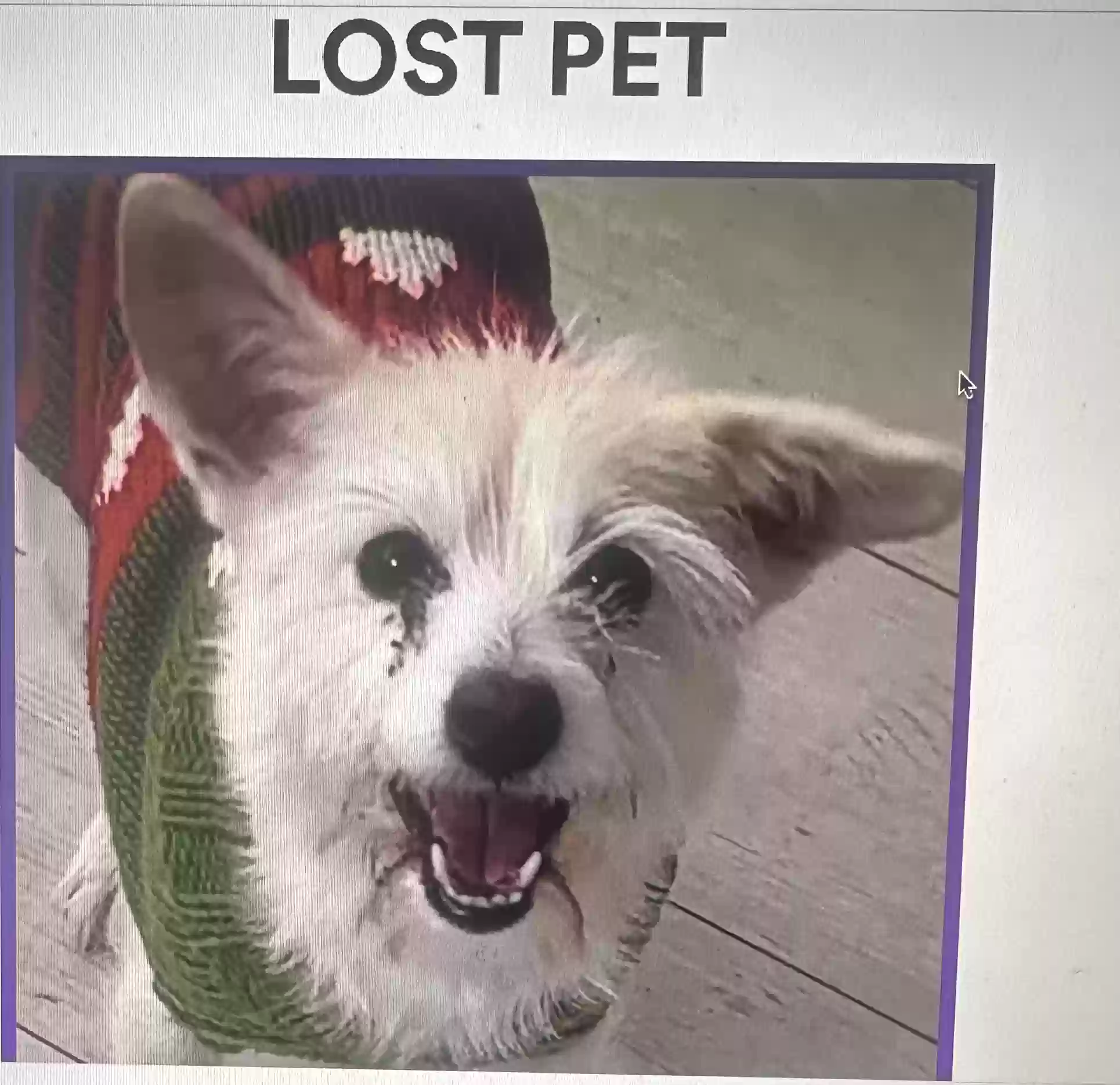 /lostandfound/images/lnfpets/original/170175_photo.webp