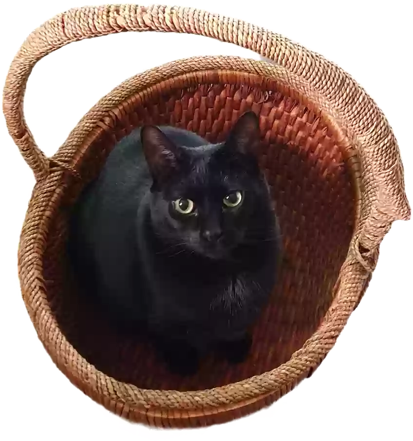 /lostandfound/images/lnfpets/original/170322_photo.webp