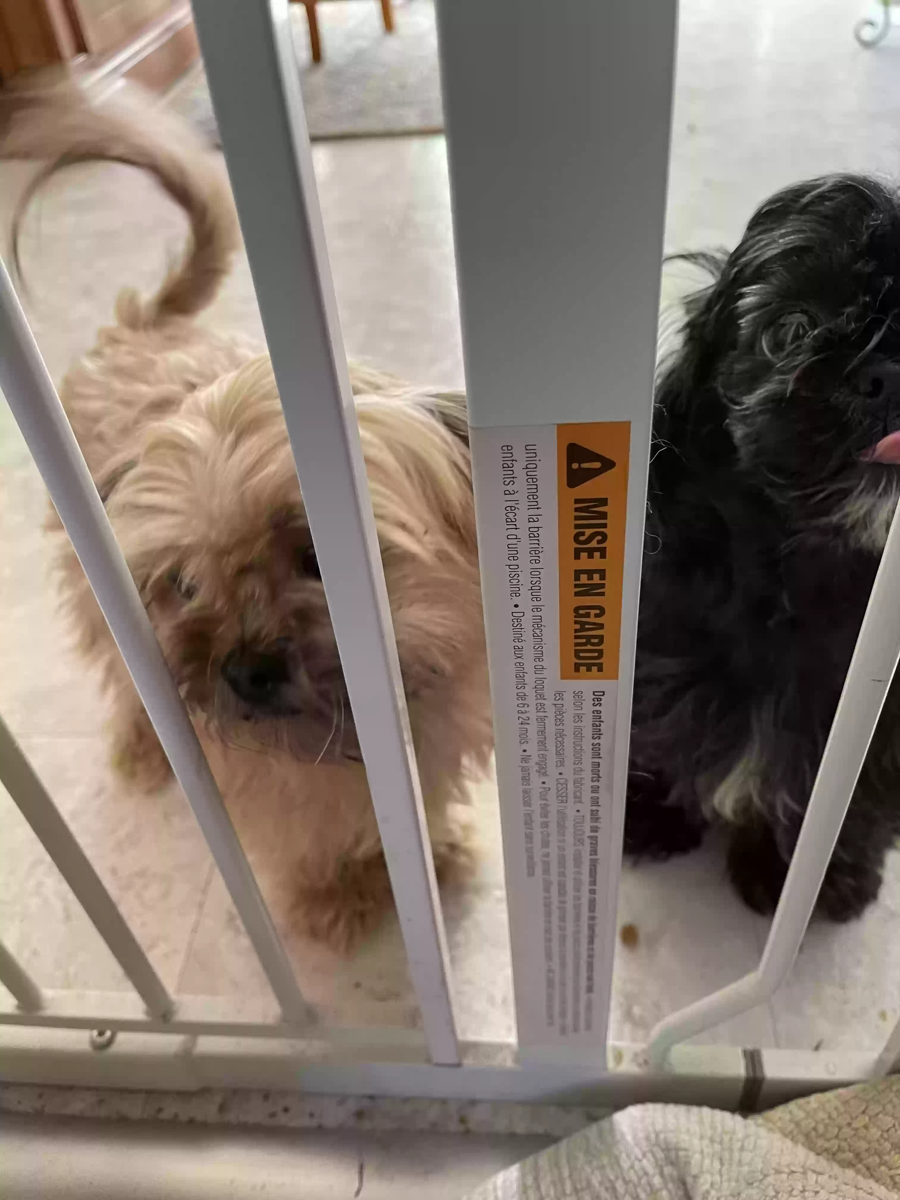 /lostandfound/images/lnfpets/original/170324_photo.webp