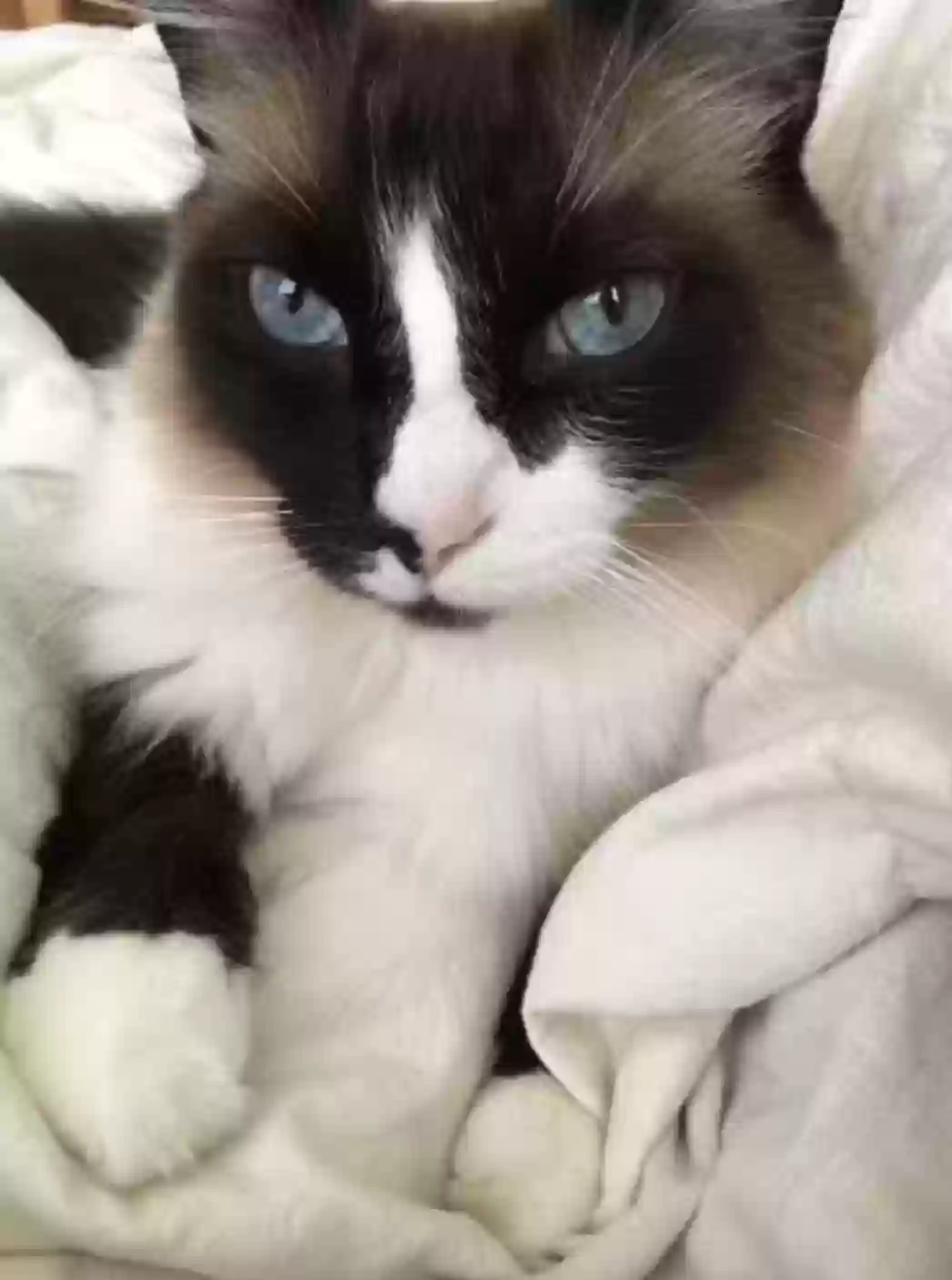 /lostandfound/images/lnfpets/original/170338_photo.webp