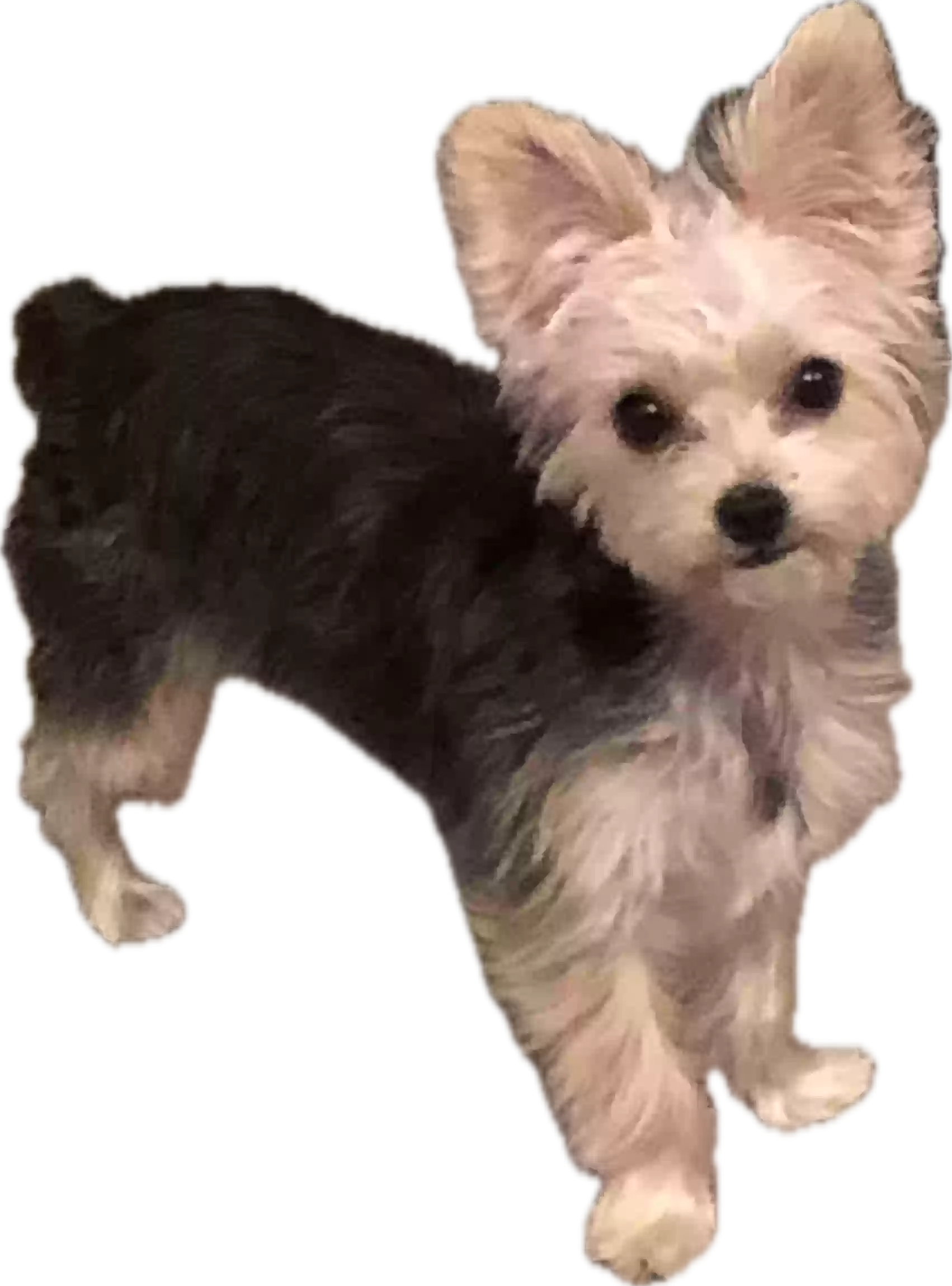 /lostandfound/images/lnfpets/original/170345_photo.webp