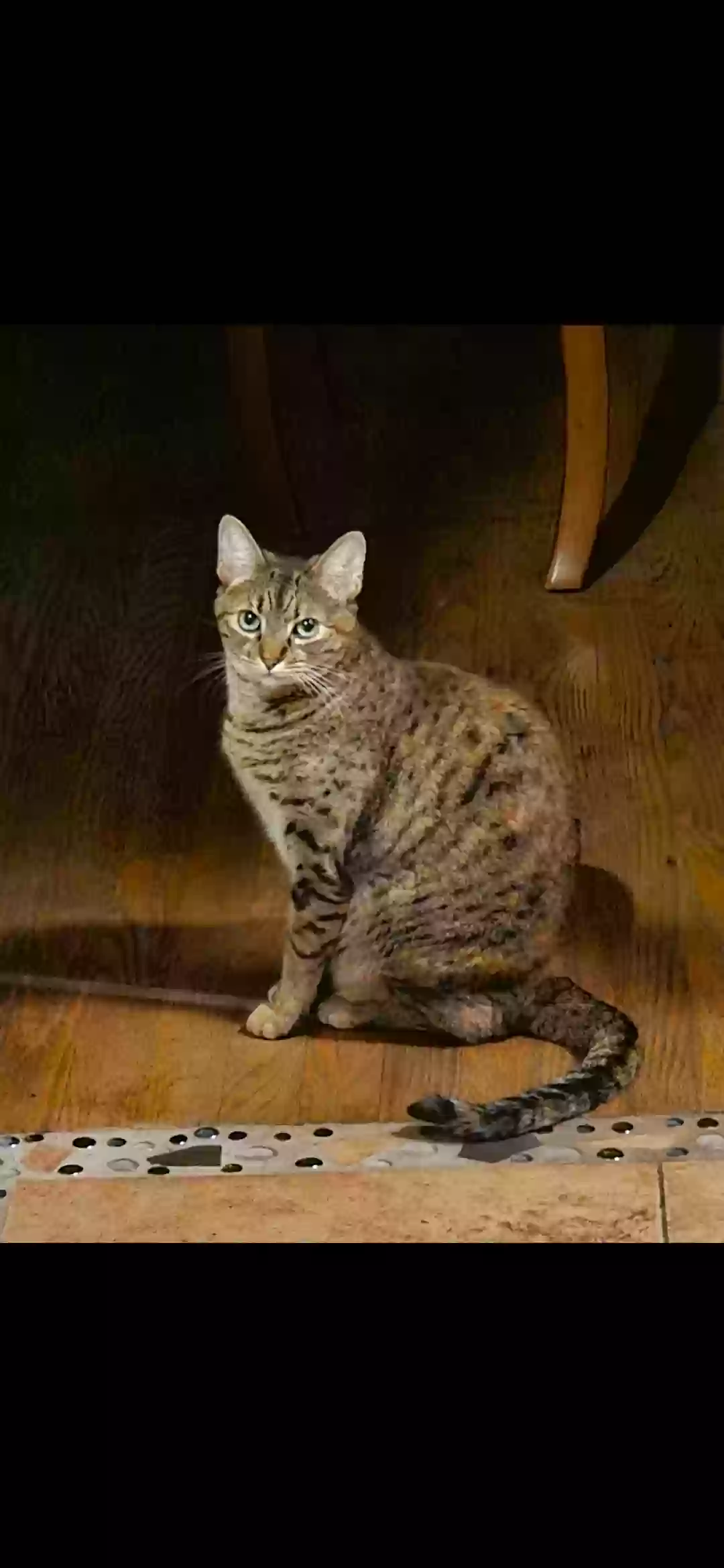/lostandfound/images/lnfpets/original/170357_photo.webp
