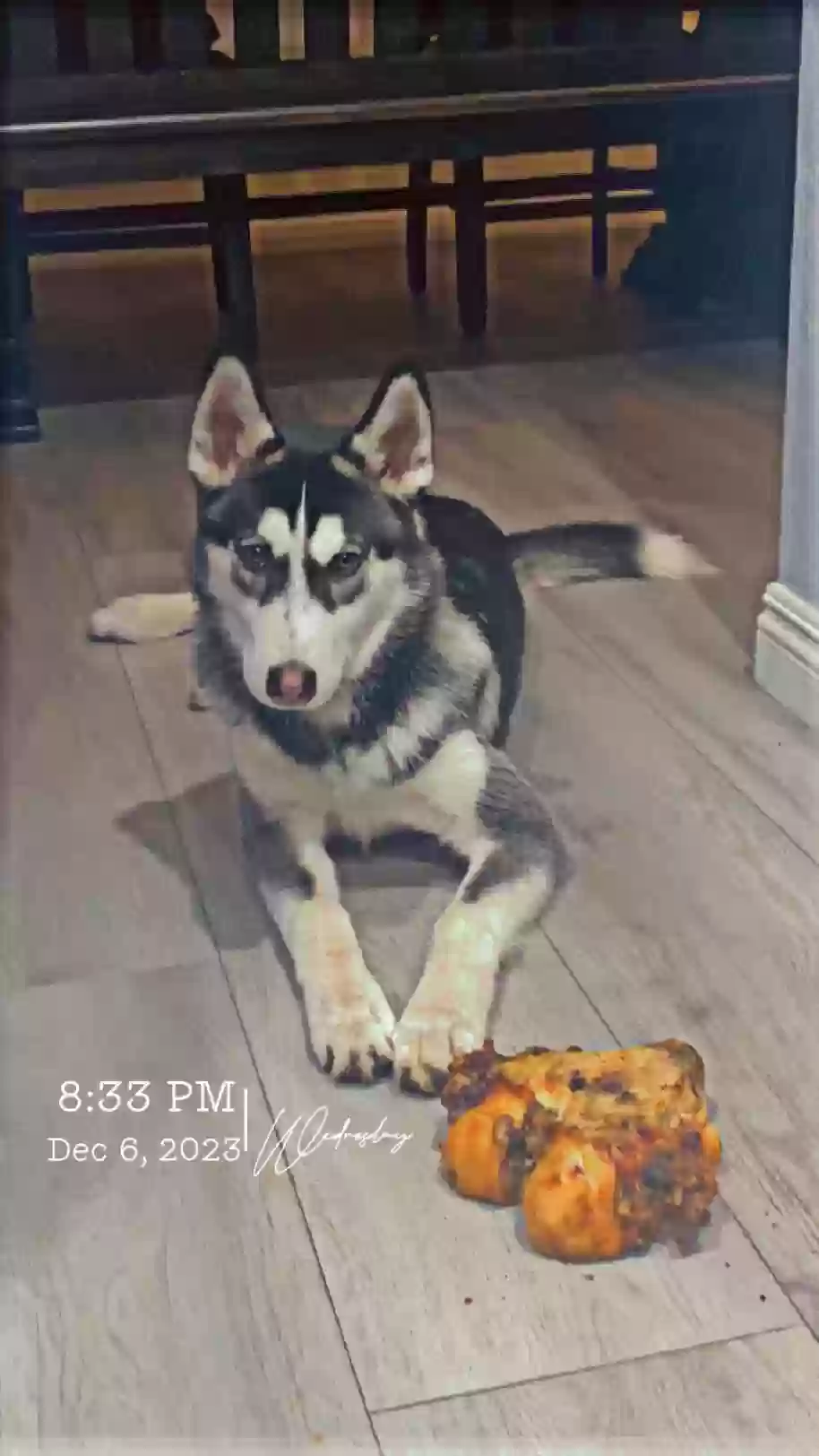 /lostandfound/images/lnfpets/original/170420_photo.webp