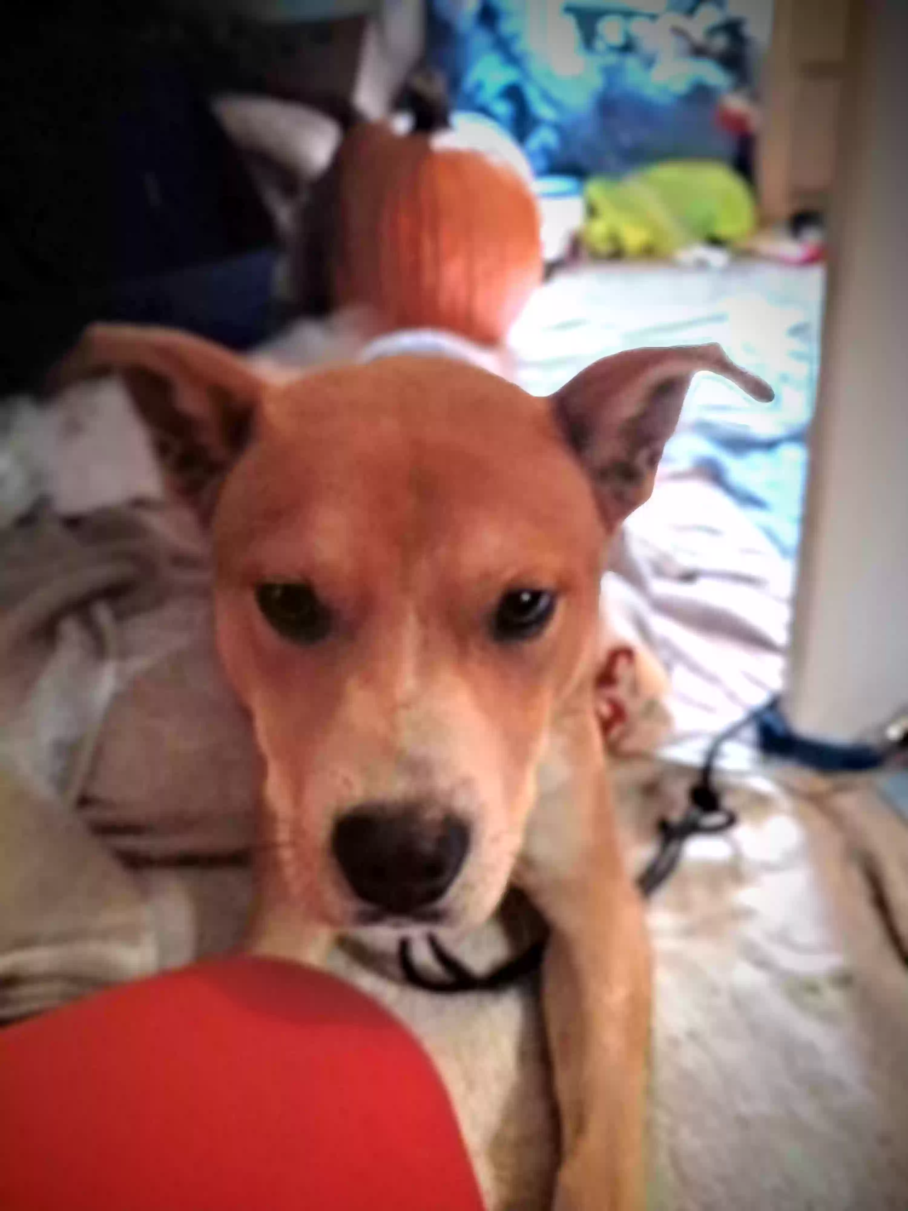 /lostandfound/images/lnfpets/original/170423_photo.webp