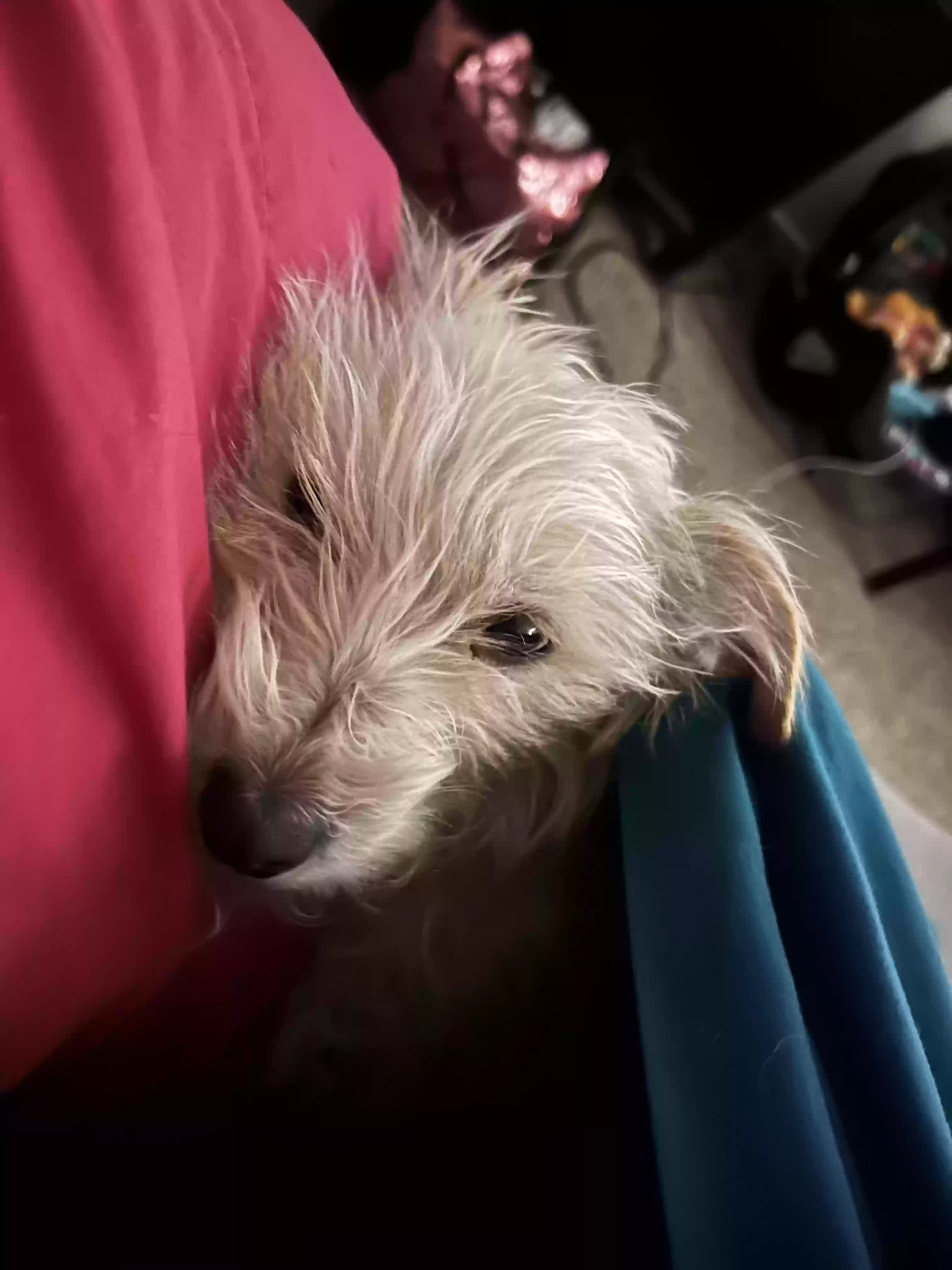 /lostandfound/images/lnfpets/original/170466_photo.webp