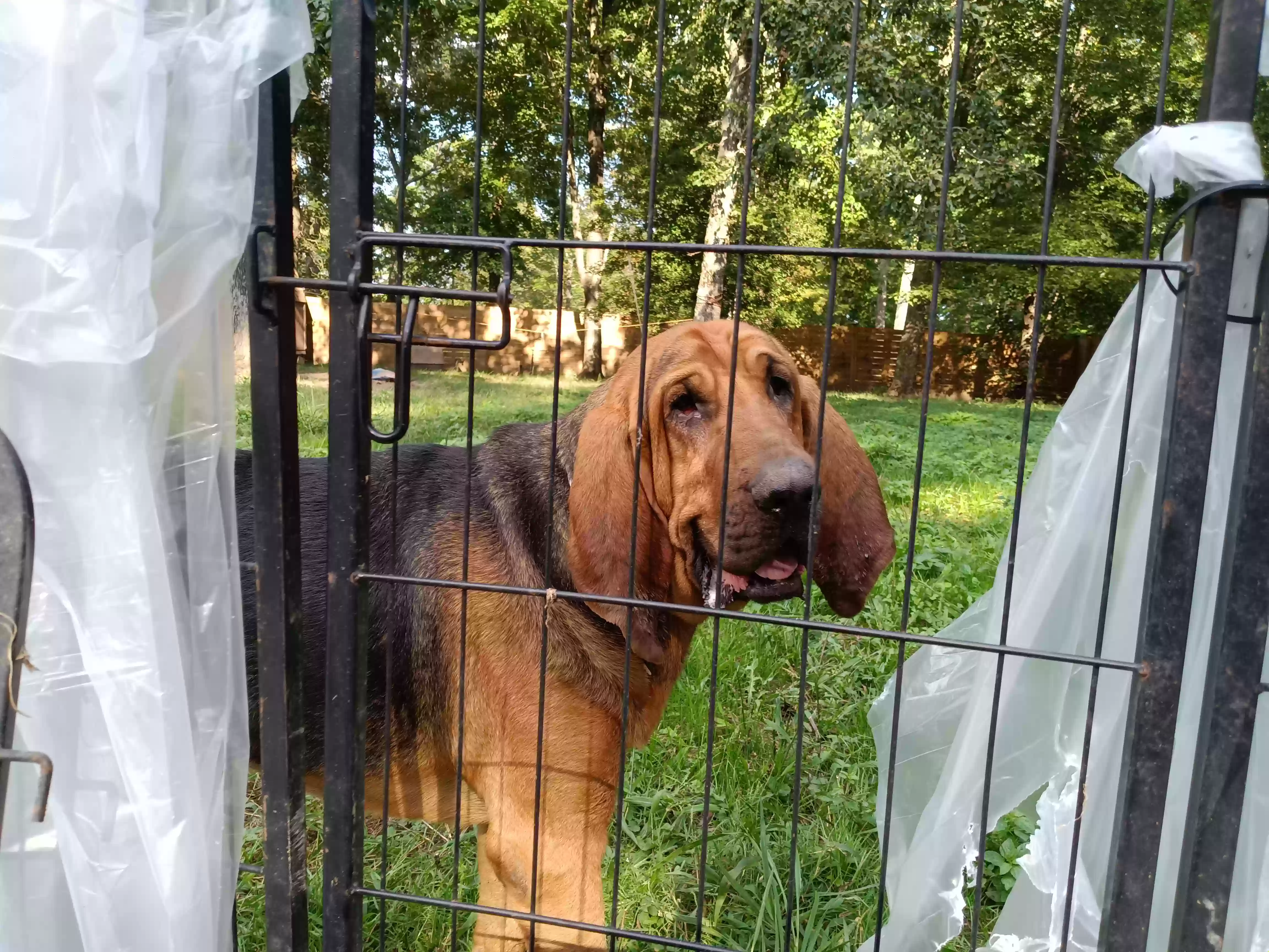 /lostandfound/images/lnfpets/original/170481_photo.webp