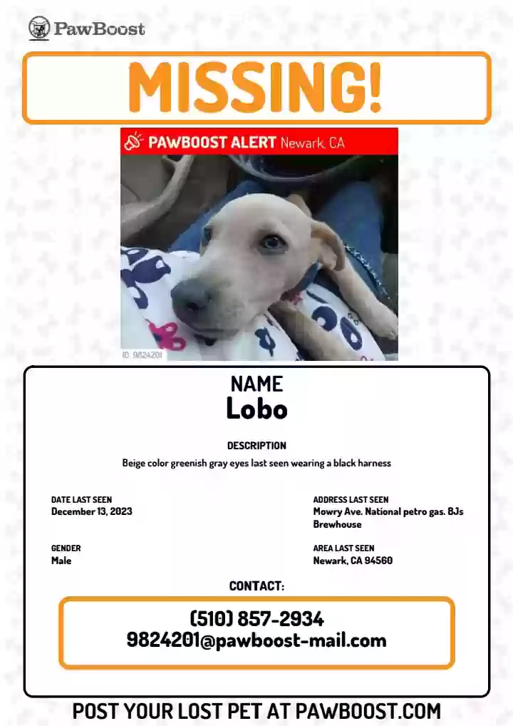 /lostandfound/images/lnfpets/original/170527_photo.webp