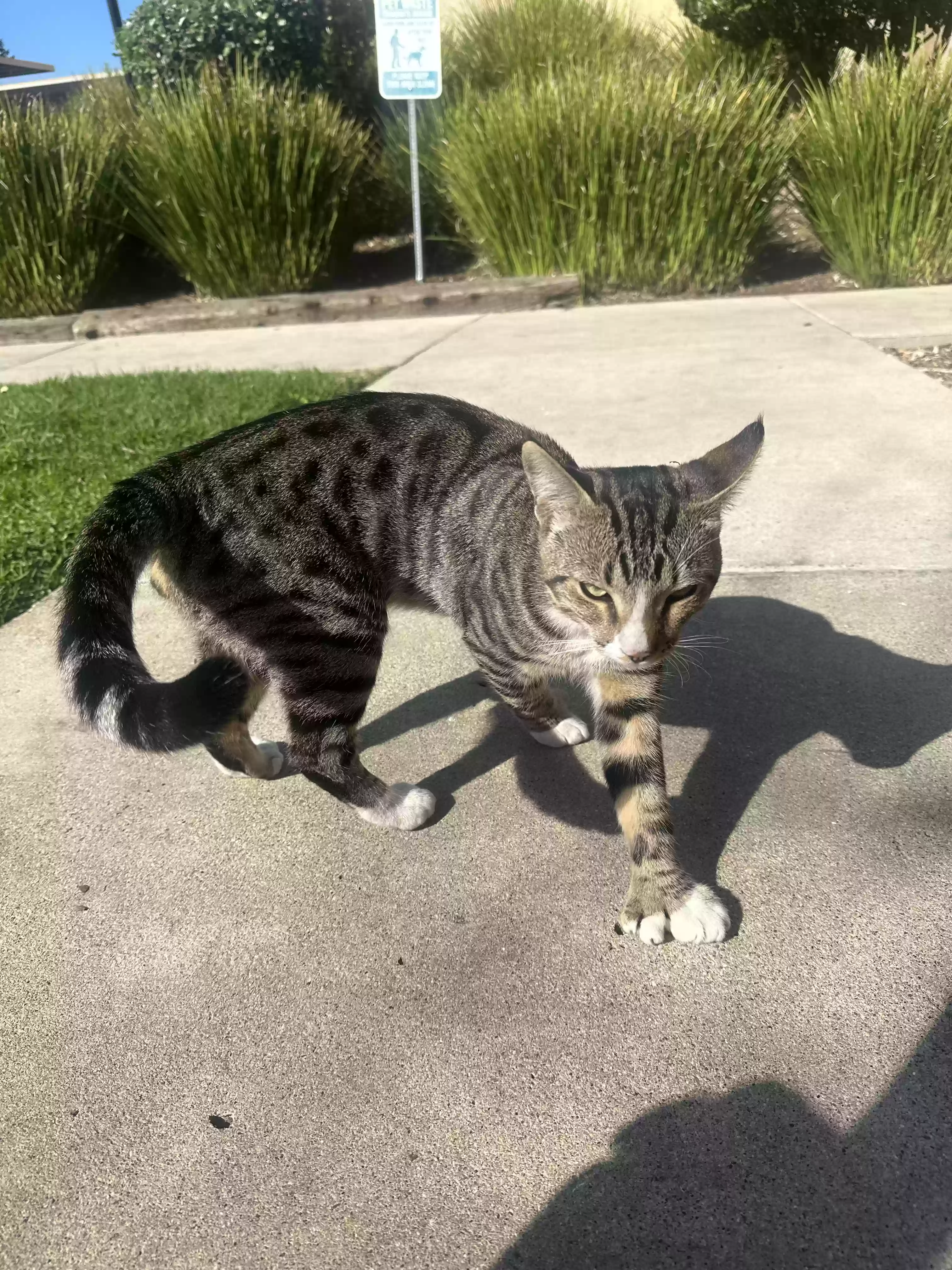 /lostandfound/images/lnfpets/original/170573_photo.webp
