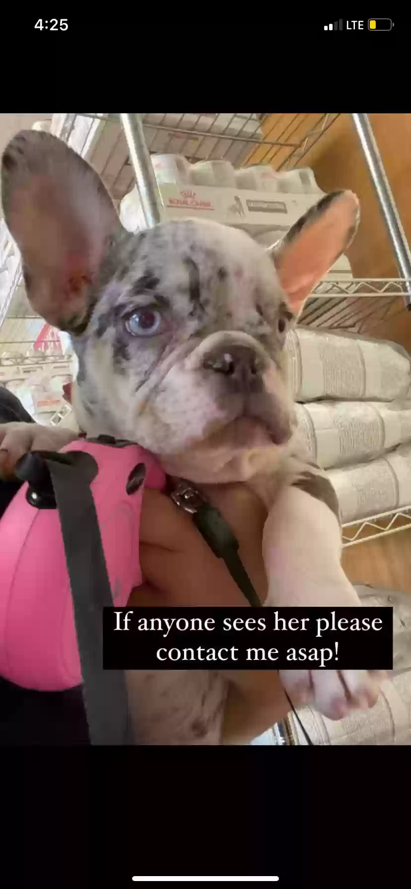 /lostandfound/images/lnfpets/original/170574_photo.webp