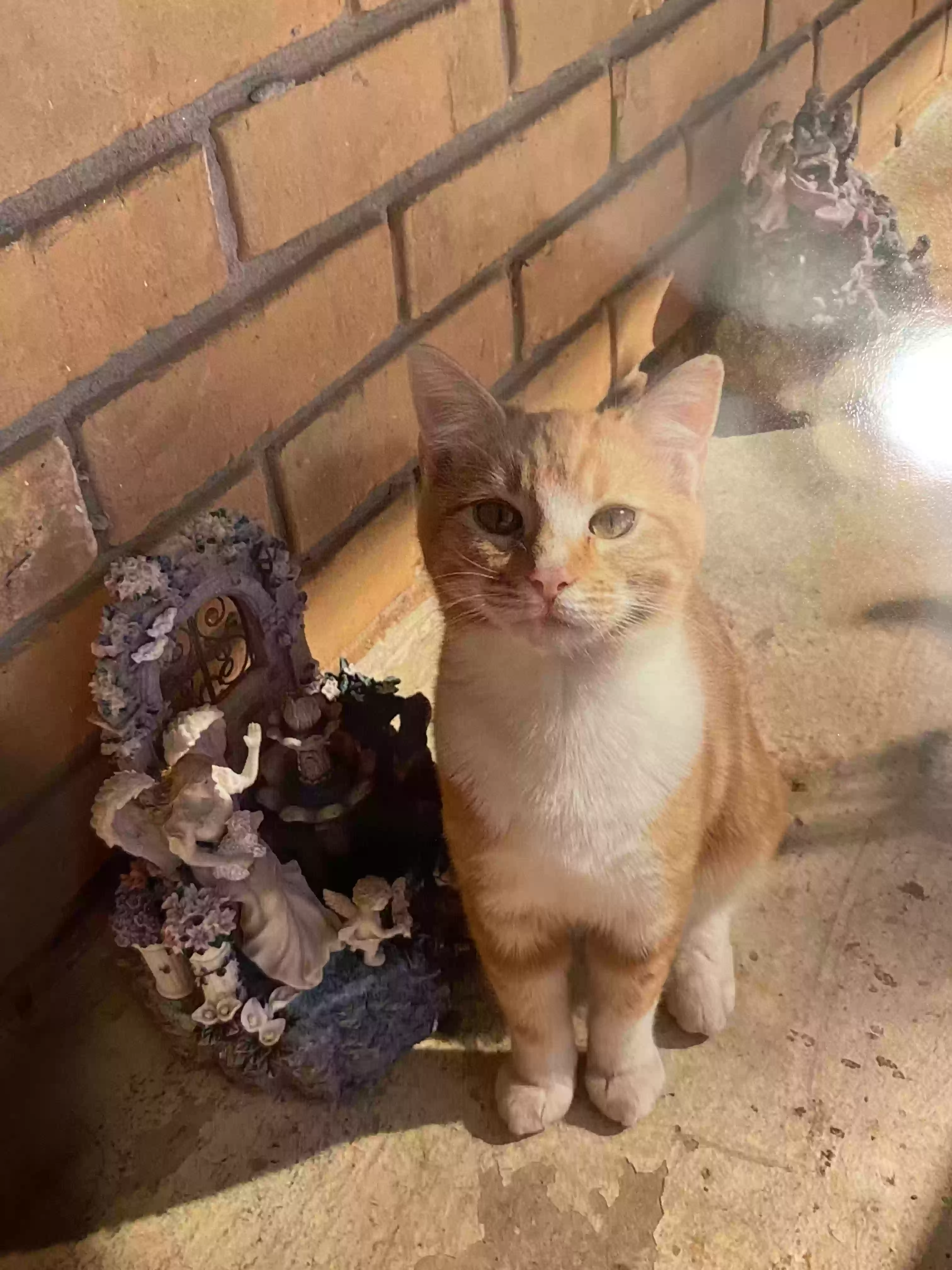 /lostandfound/images/lnfpets/original/170579_photo.webp
