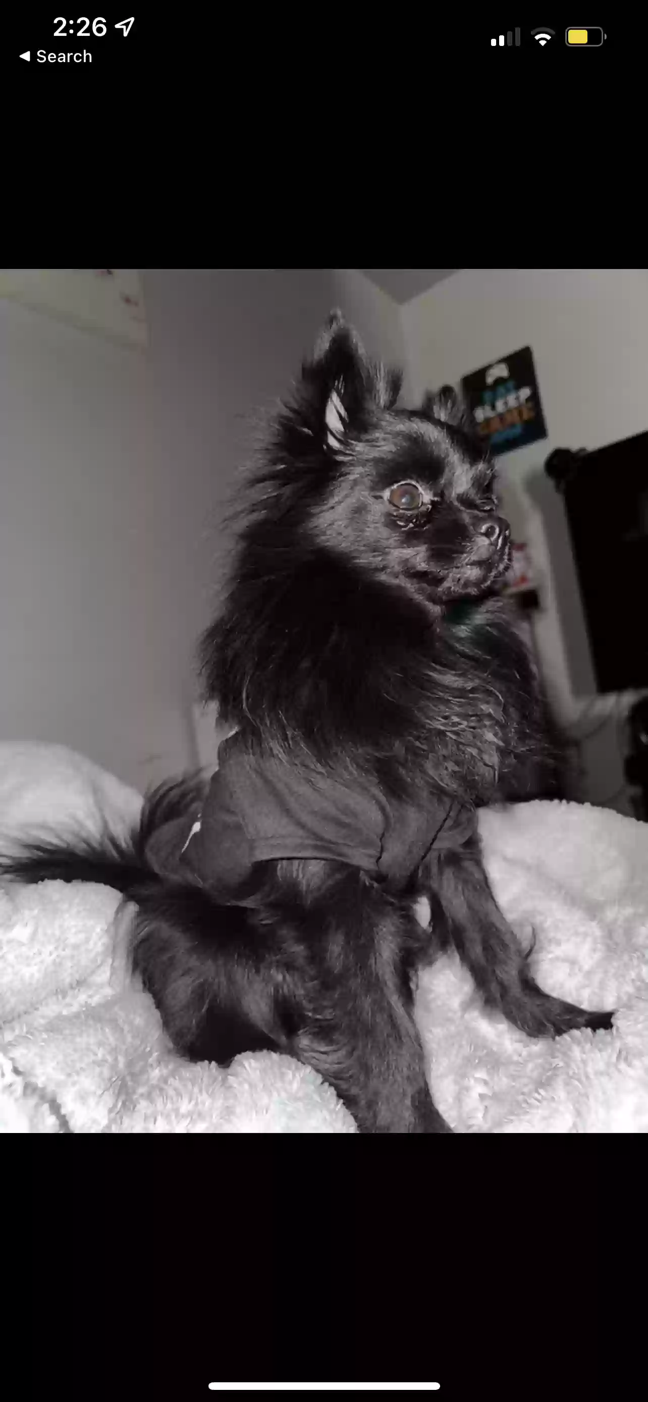 /lostandfound/images/lnfpets/original/170645_photo.webp