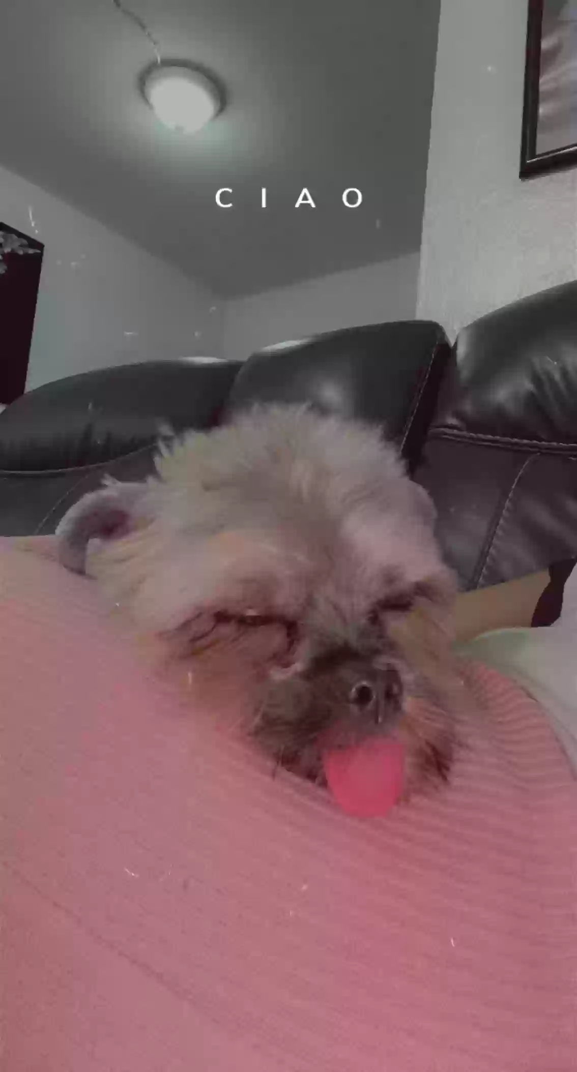 /lostandfound/images/lnfpets/original/170661_photo.webp