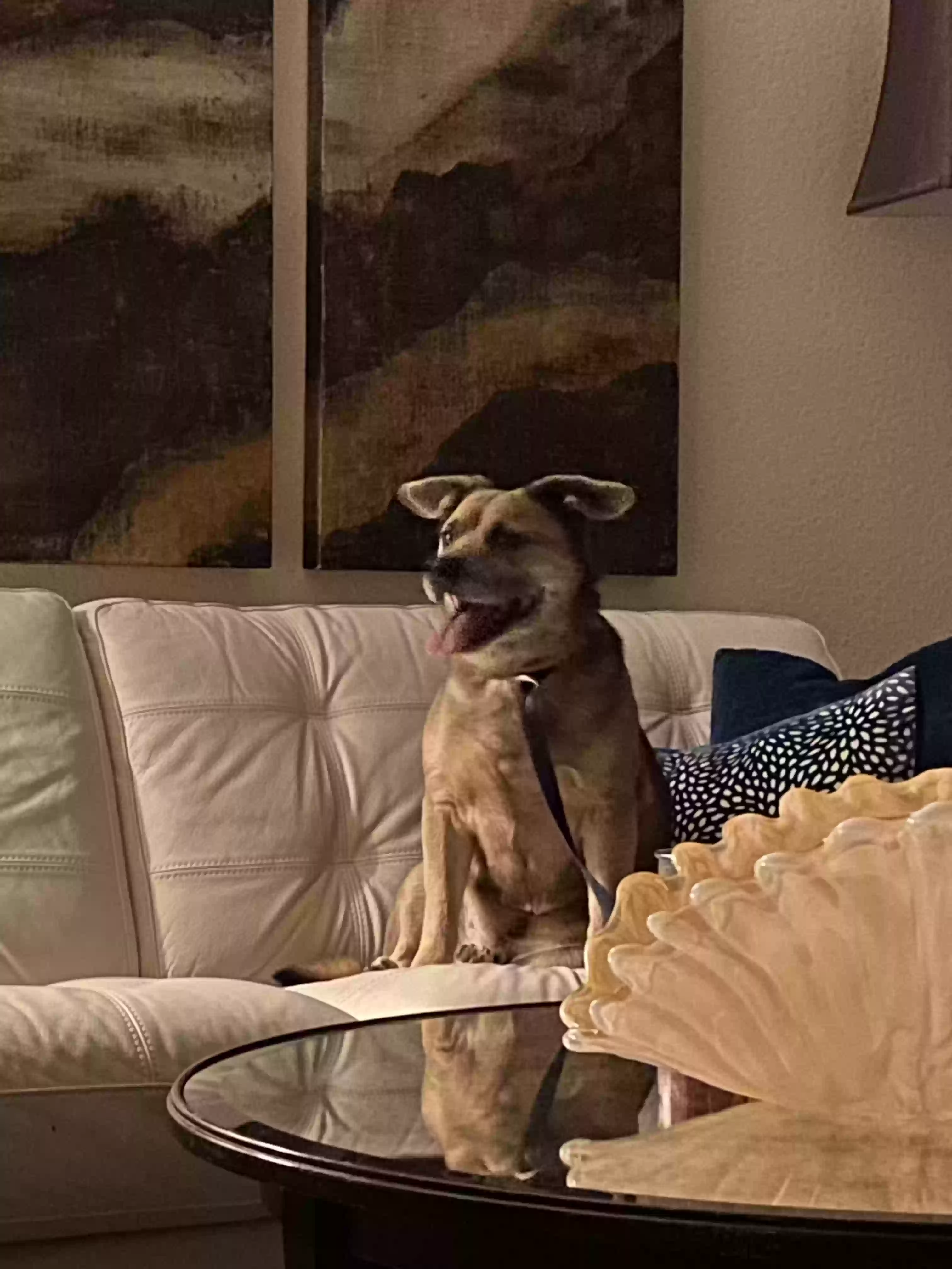 /lostandfound/images/lnfpets/original/170696_photo.webp
