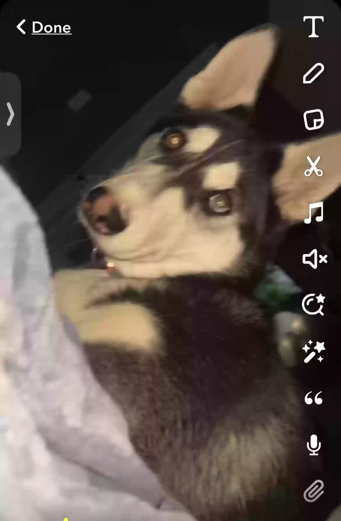 /lostandfound/images/lnfpets/original/170755_photo.webp