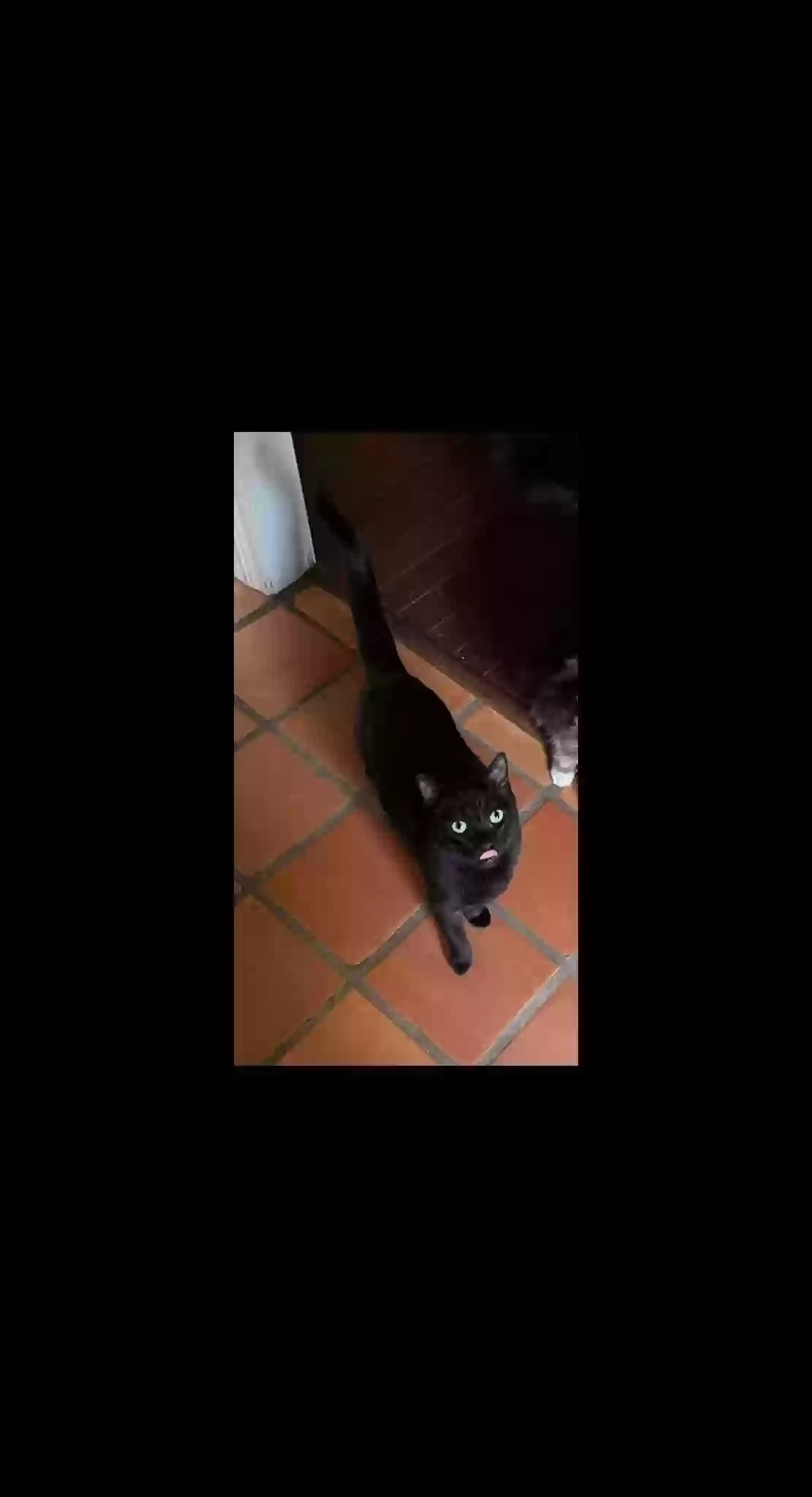 /lostandfound/images/lnfpets/original/170780_photo.webp