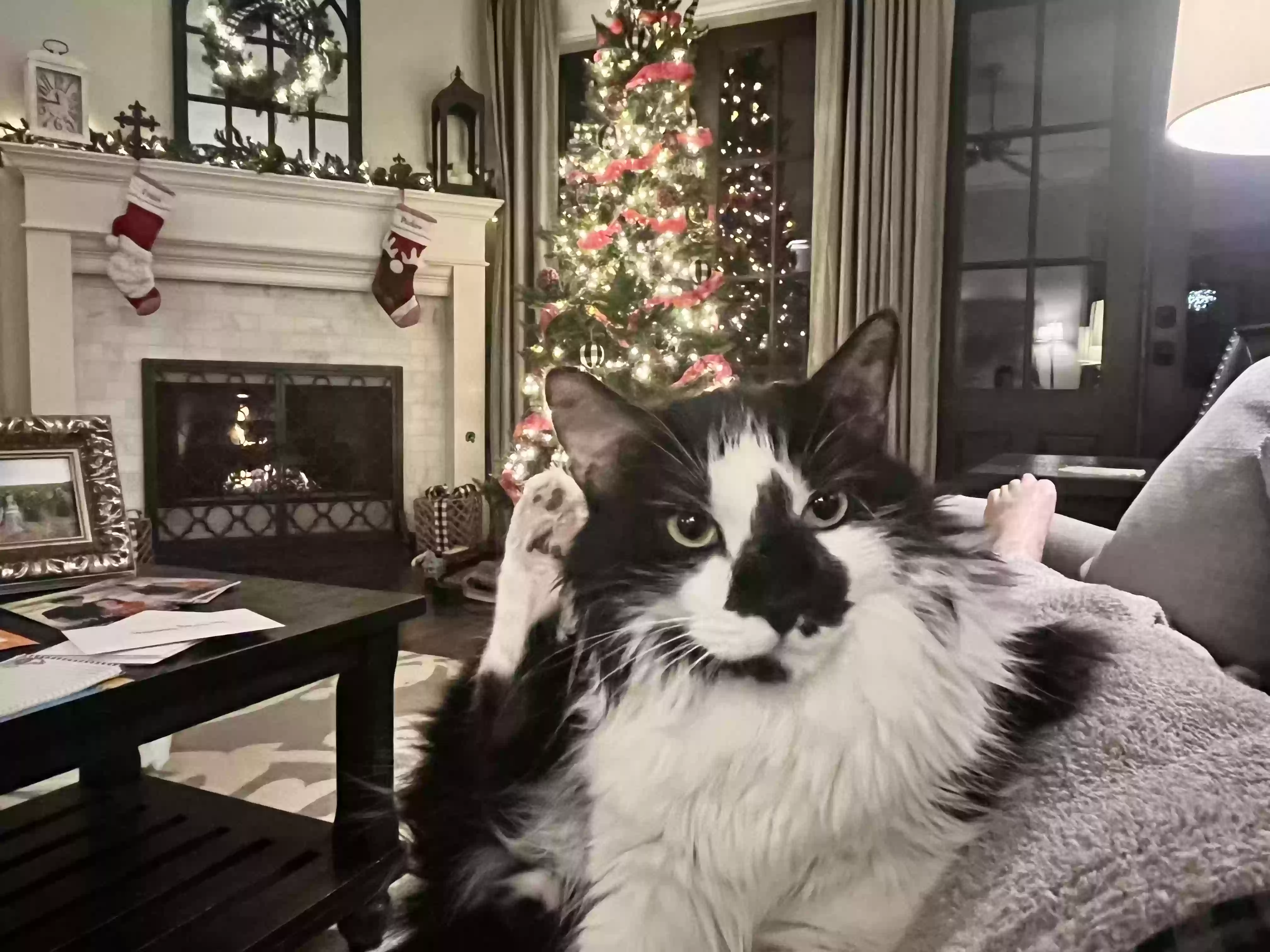 /lostandfound/images/lnfpets/original/170790_photo.webp