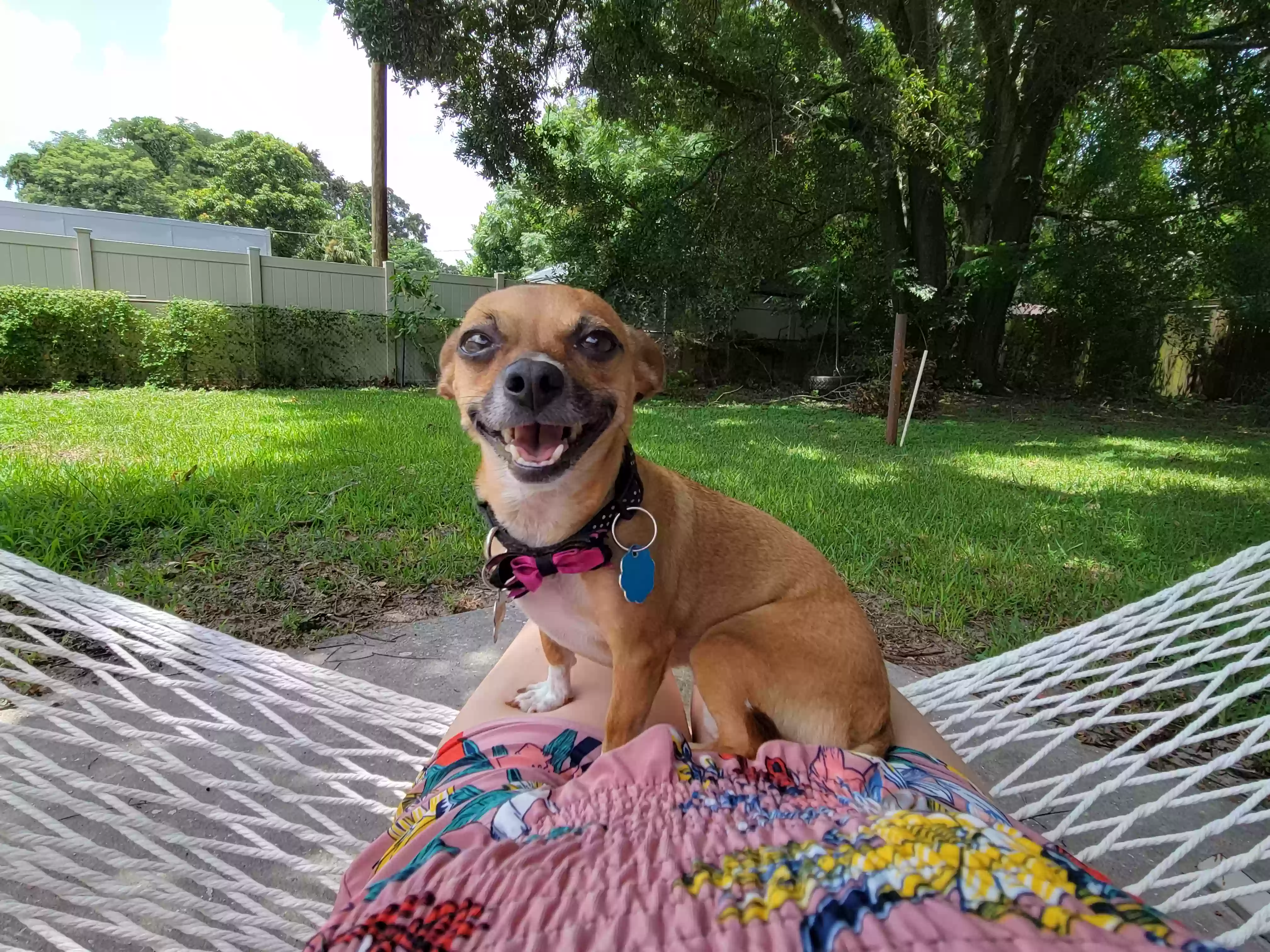 /lostandfound/images/lnfpets/original/170888_photo.webp
