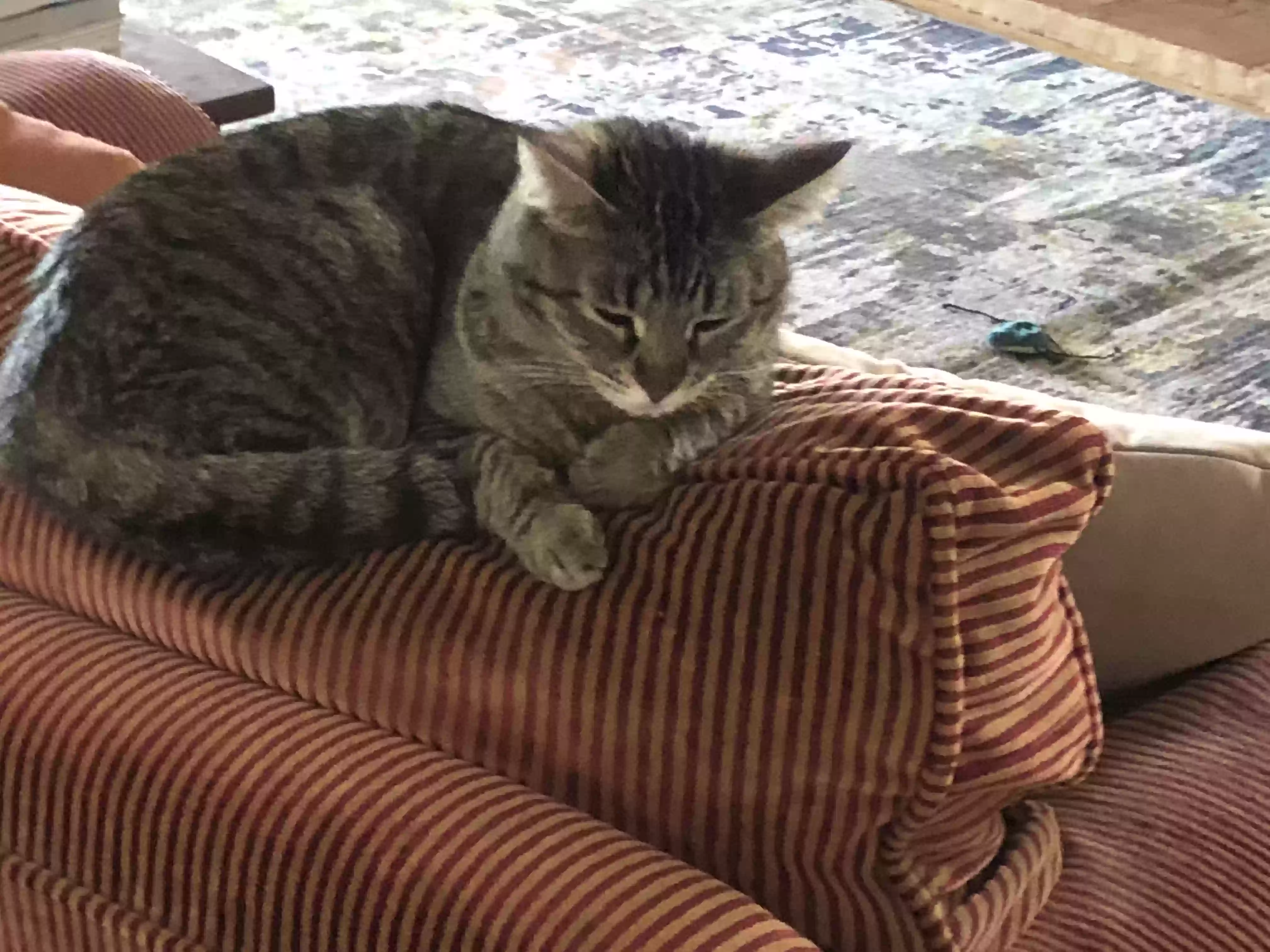 /lostandfound/images/lnfpets/original/170892_photo.webp
