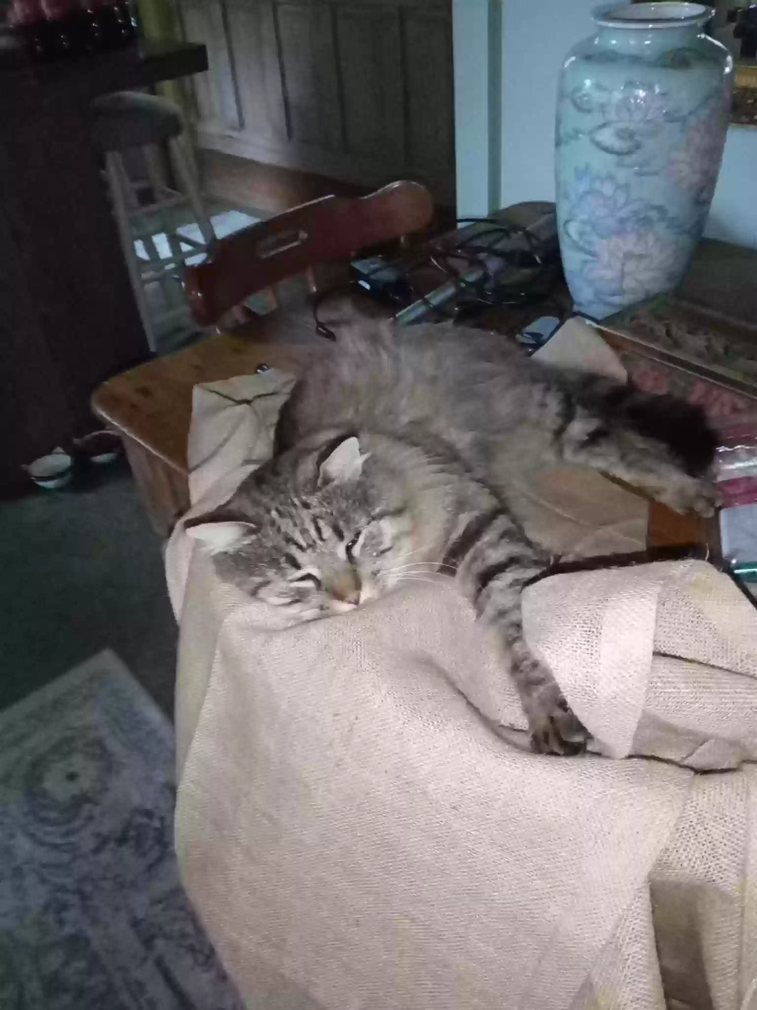 /lostandfound/images/lnfpets/original/170912_photo.webp