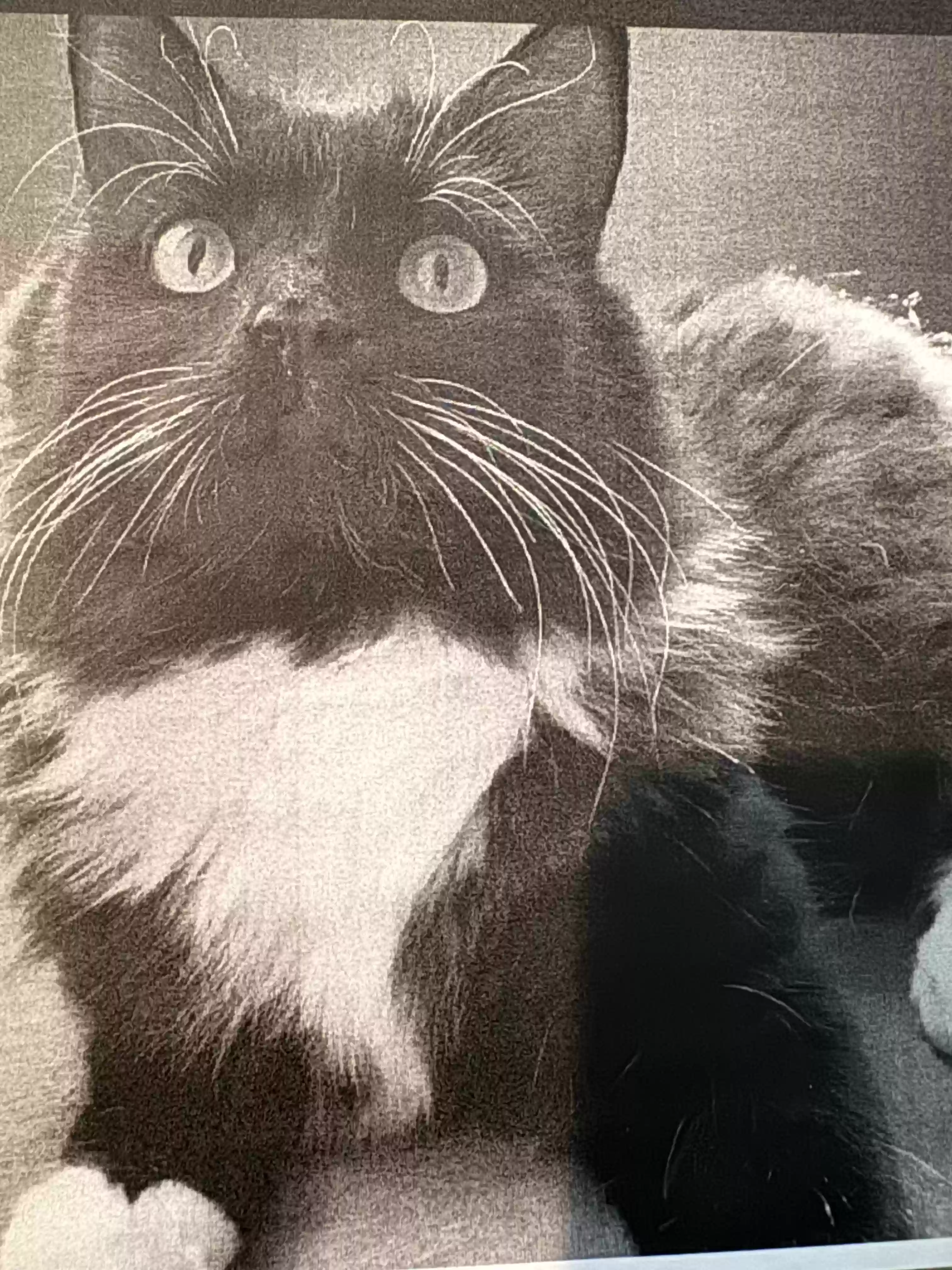 /lostandfound/images/lnfpets/original/171002_photo.webp