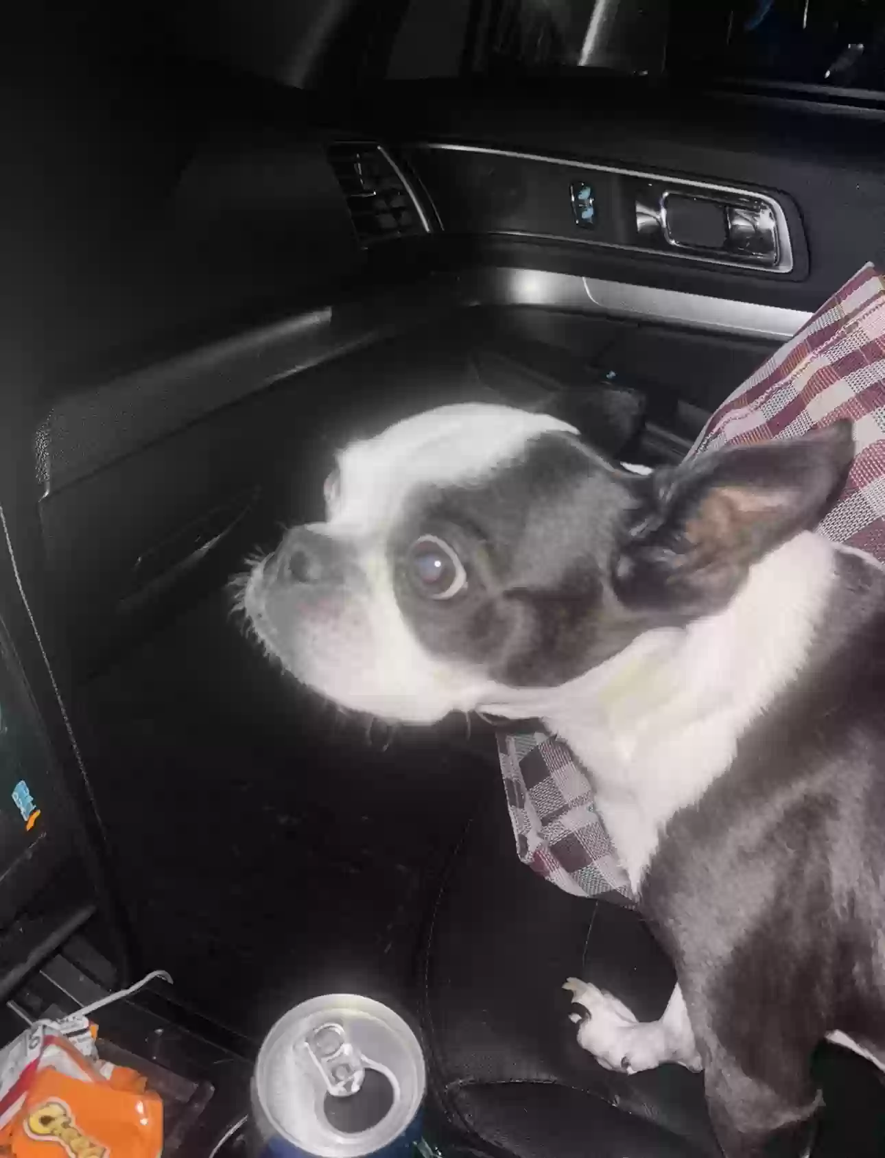 /lostandfound/images/lnfpets/original/171082_photo.webp