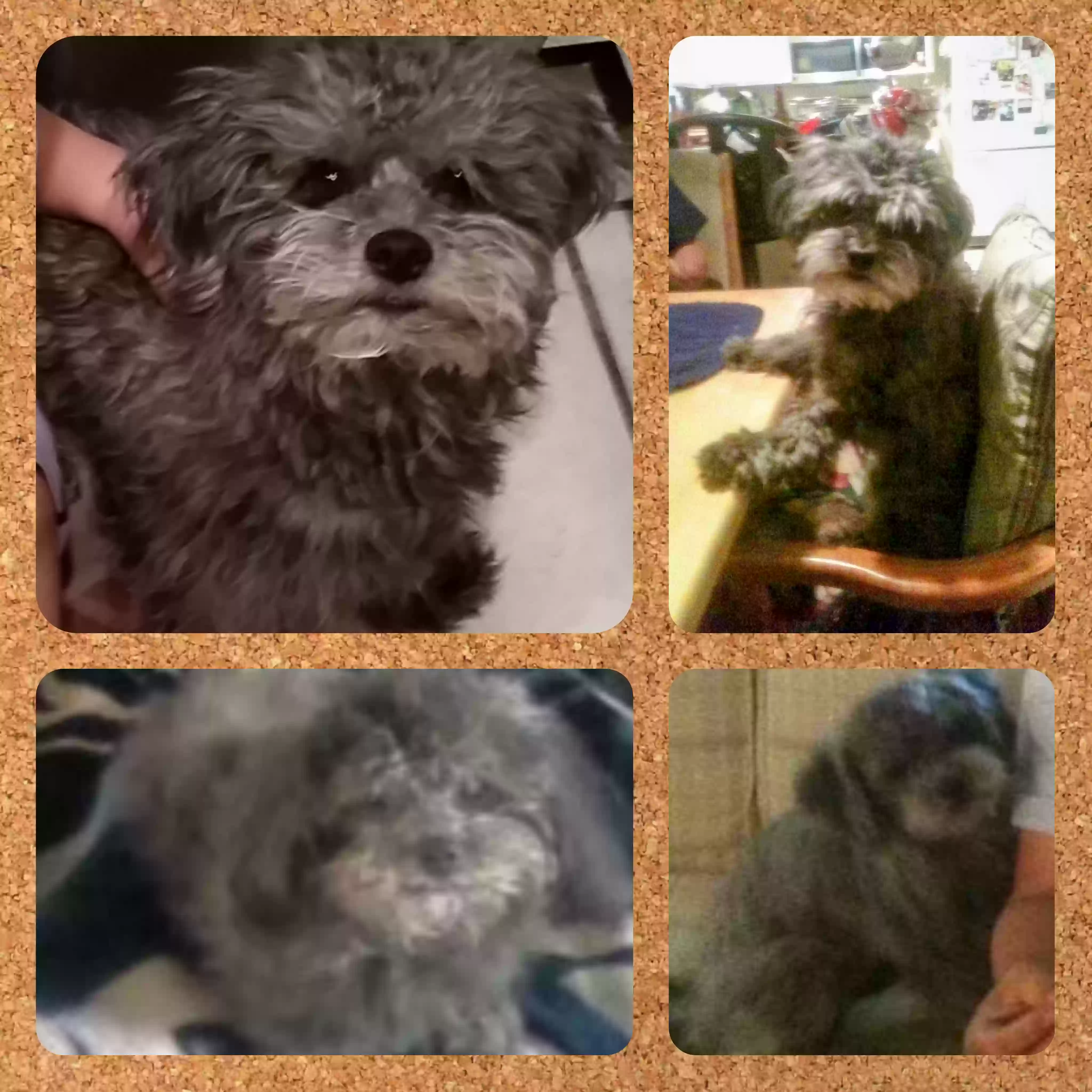 /lostandfound/images/lnfpets/original/171187_photo.webp