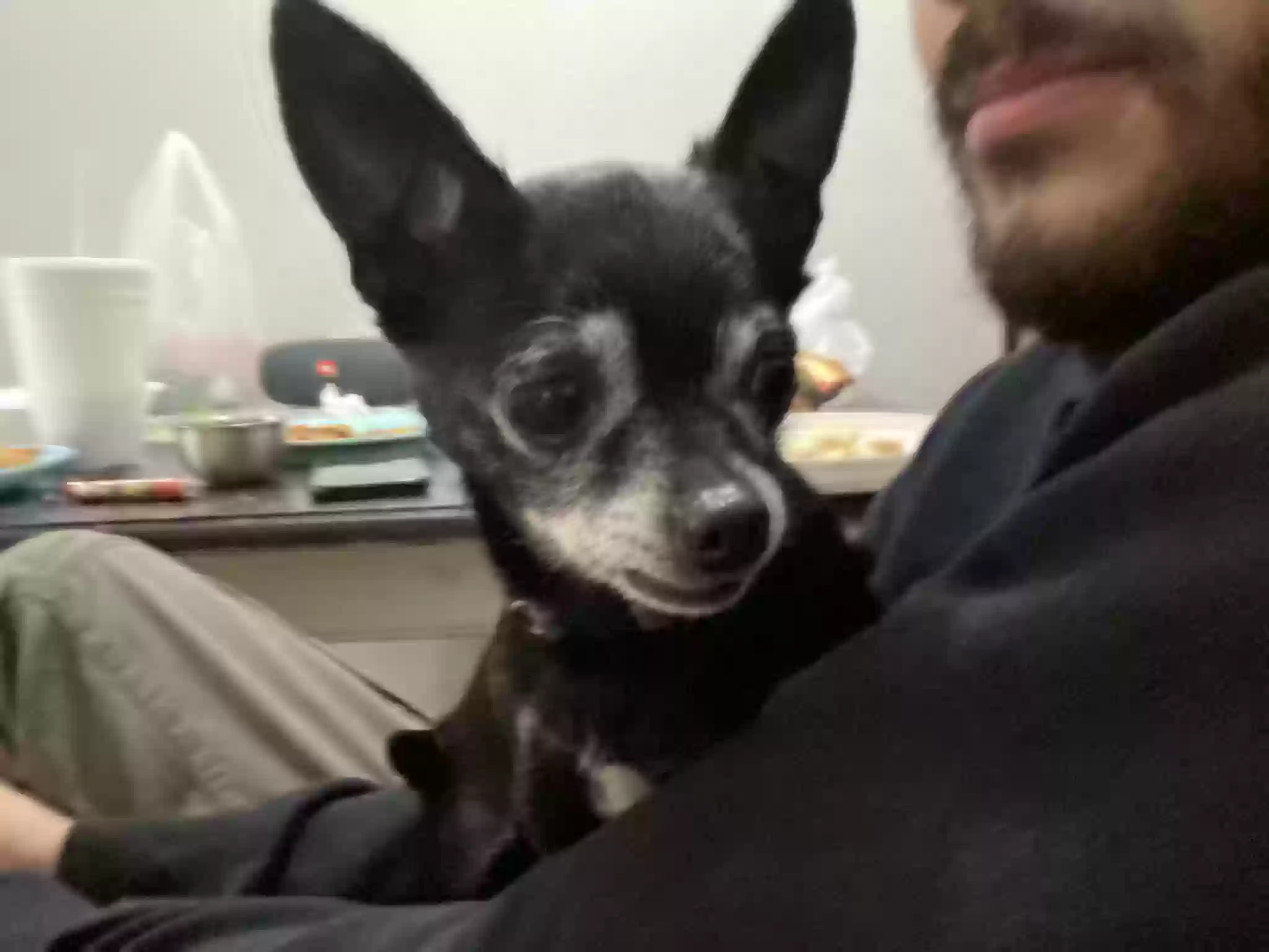 /lostandfound/images/lnfpets/original/171211_photo.webp