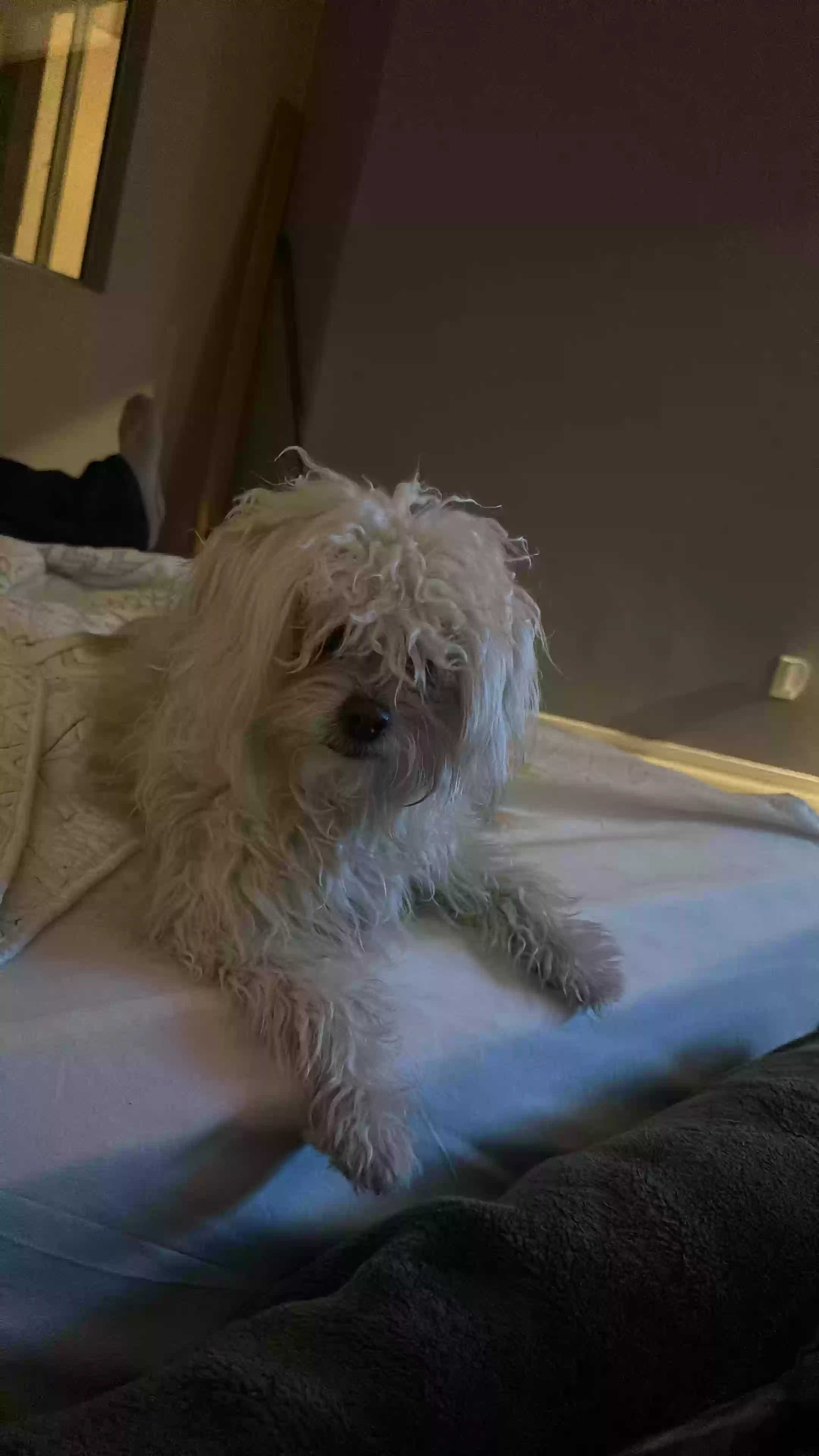 /lostandfound/images/lnfpets/original/171226_photo.webp
