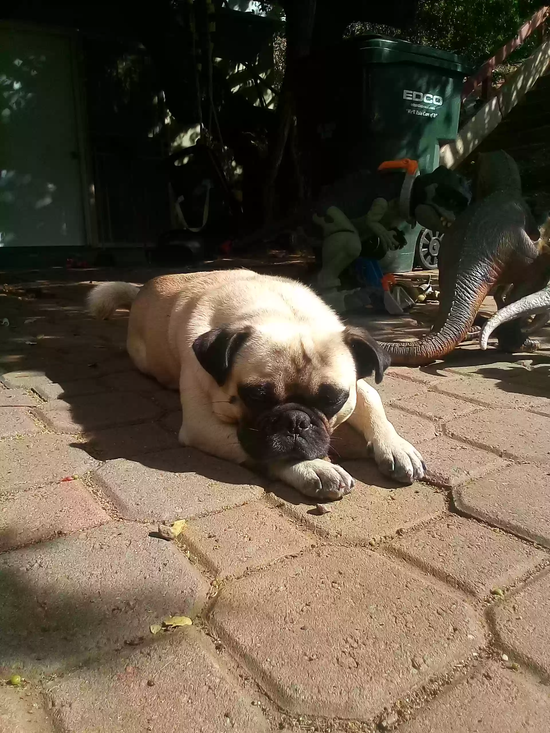 /lostandfound/images/lnfpets/original/171234_photo.webp