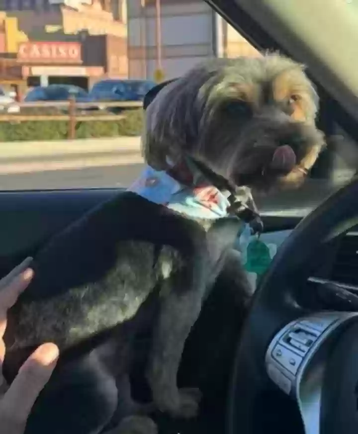 /lostandfound/images/lnfpets/original/171275_5726_Screenshot_20240103-232424.webp