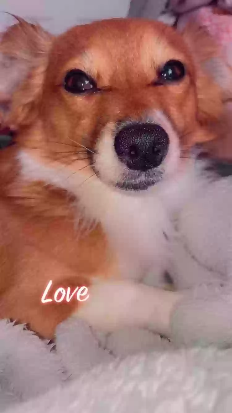 /lostandfound/images/lnfpets/original/171308_photo.webp