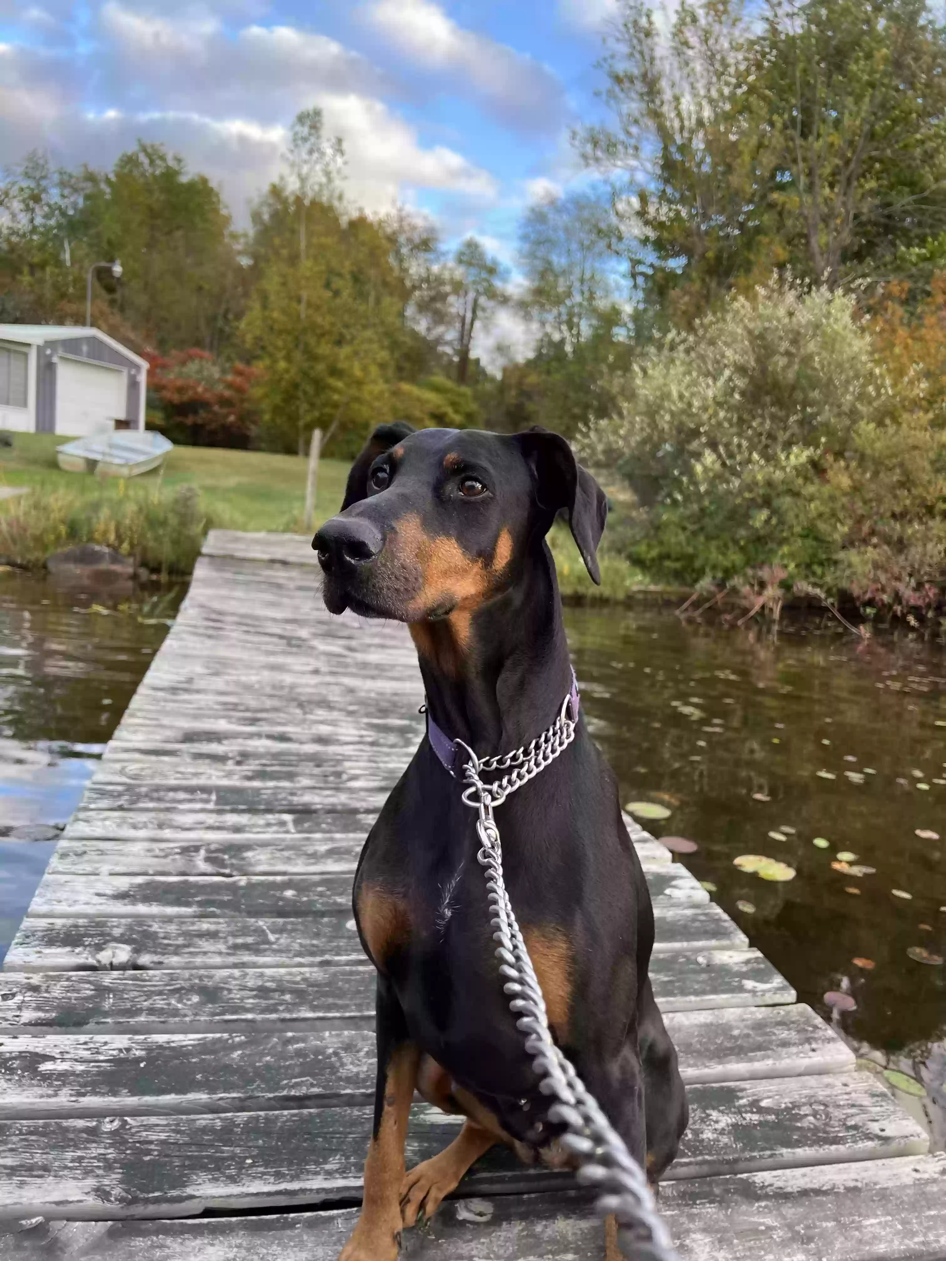 /lostandfound/images/lnfpets/original/171382_photo.webp