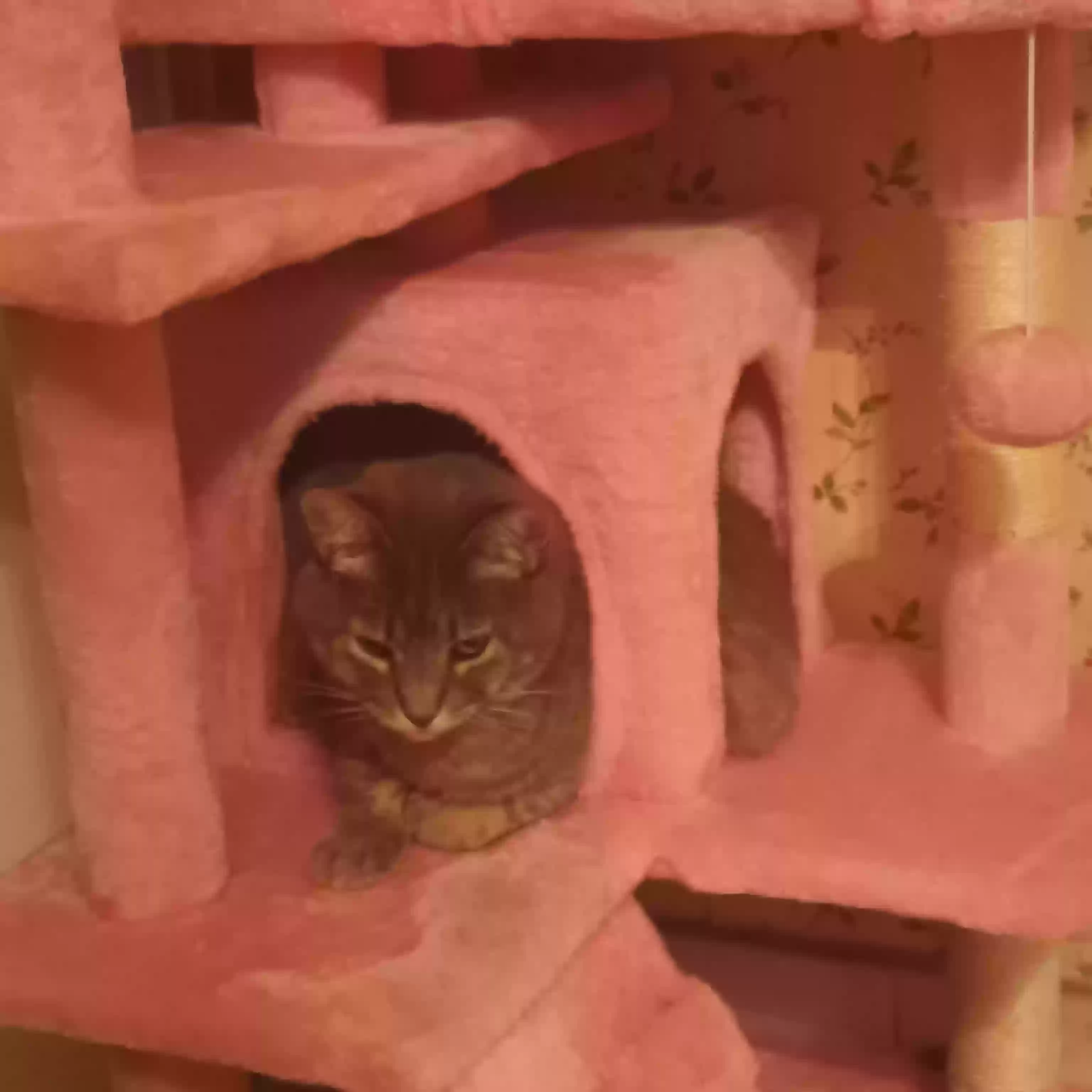 /lostandfound/images/lnfpets/original/171388_photo.webp