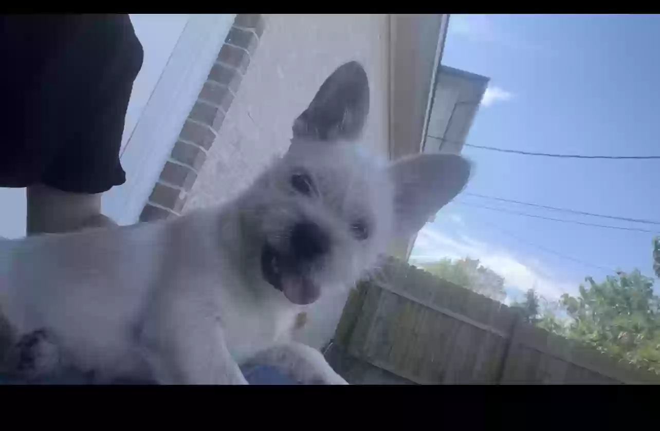 /lostandfound/images/lnfpets/original/171394_photo.webp