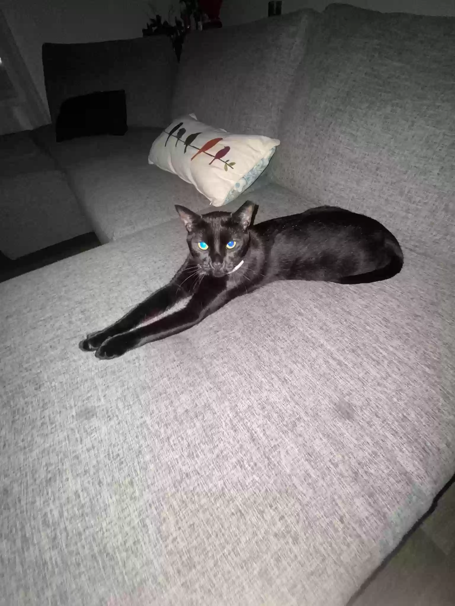 /lostandfound/images/lnfpets/original/171406_photo.webp