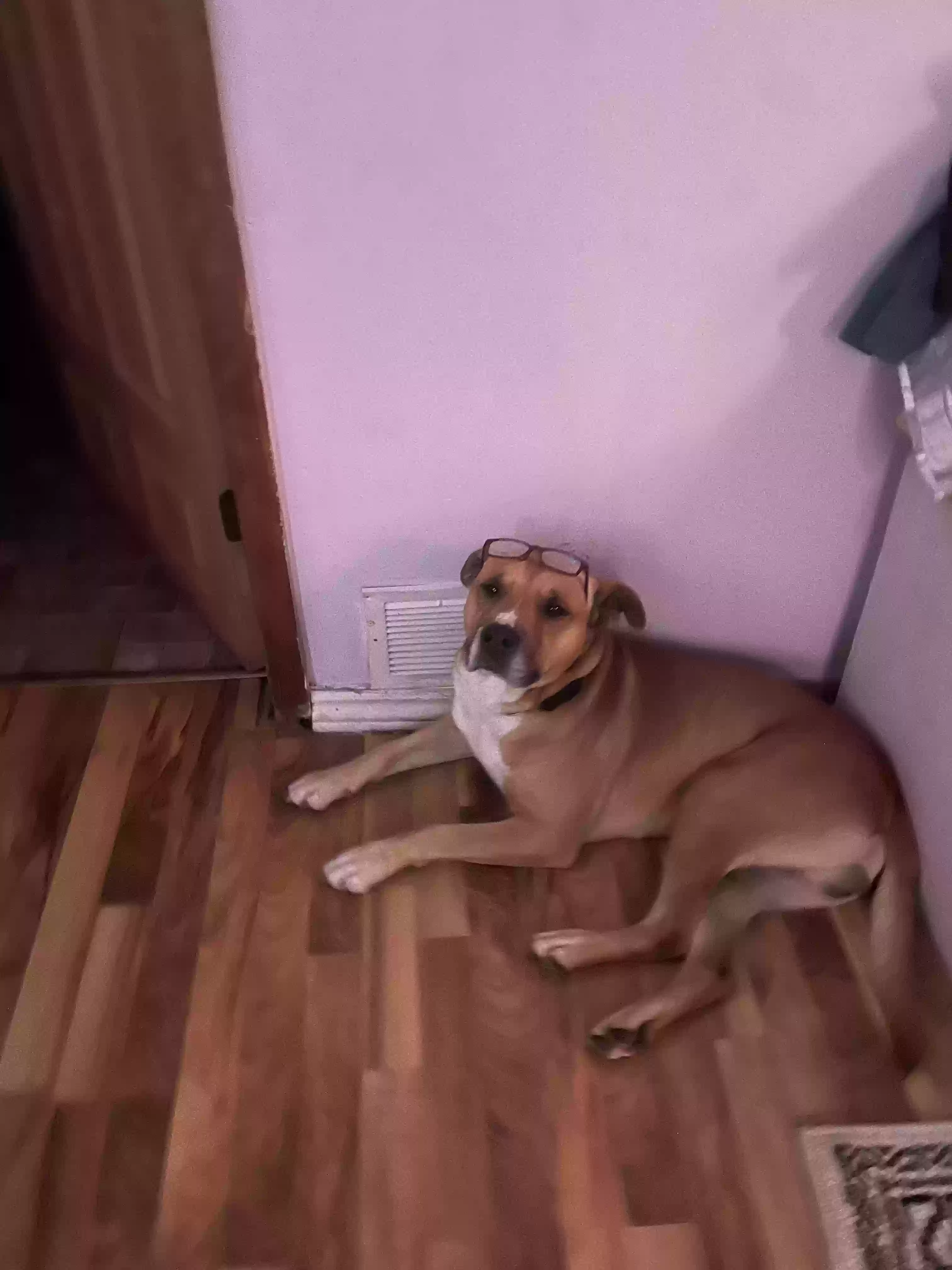 /lostandfound/images/lnfpets/original/171419_photo.webp