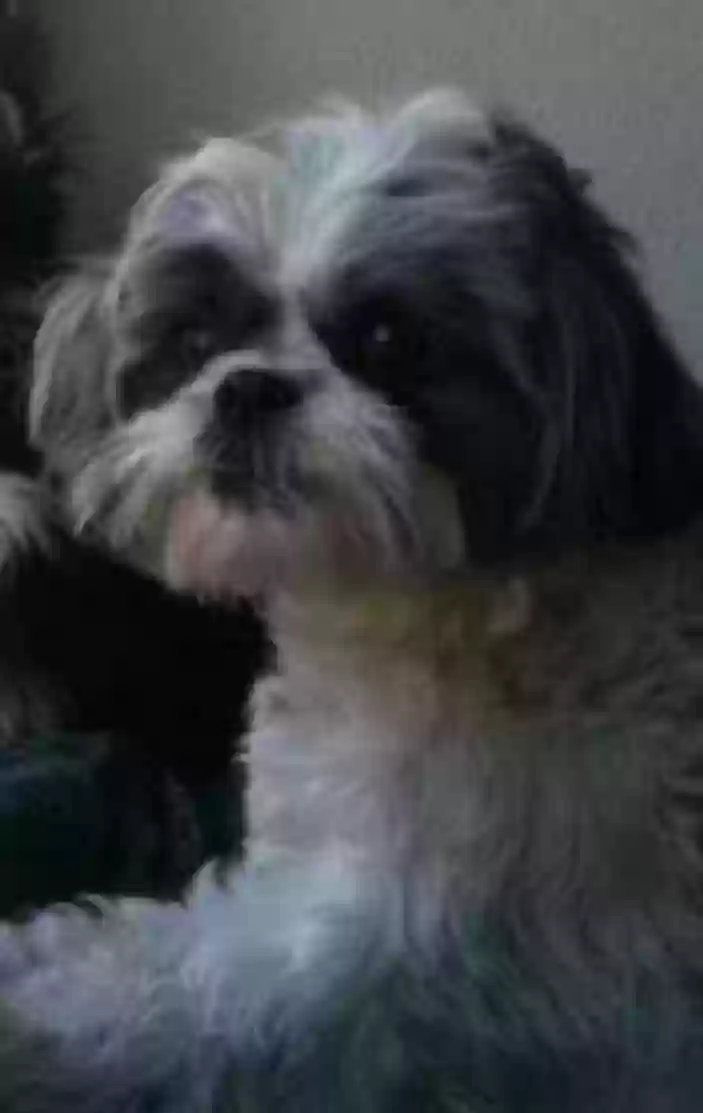 /lostandfound/images/lnfpets/original/171490_photo.webp