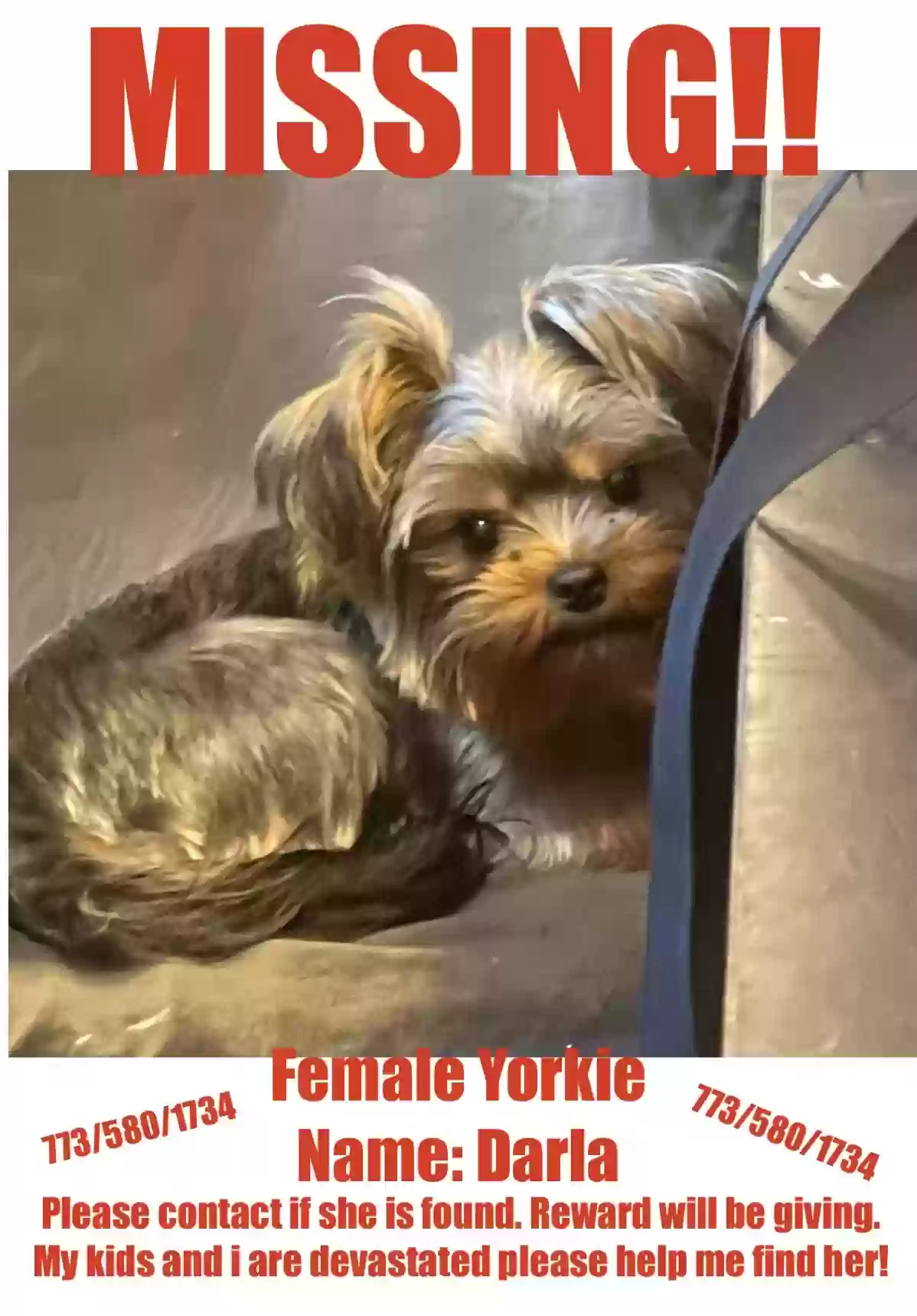 /lostandfound/images/lnfpets/original/171547_photo.webp