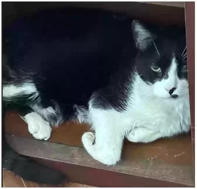 /lostandfound/images/lnfpets/original/171664_photo.webp