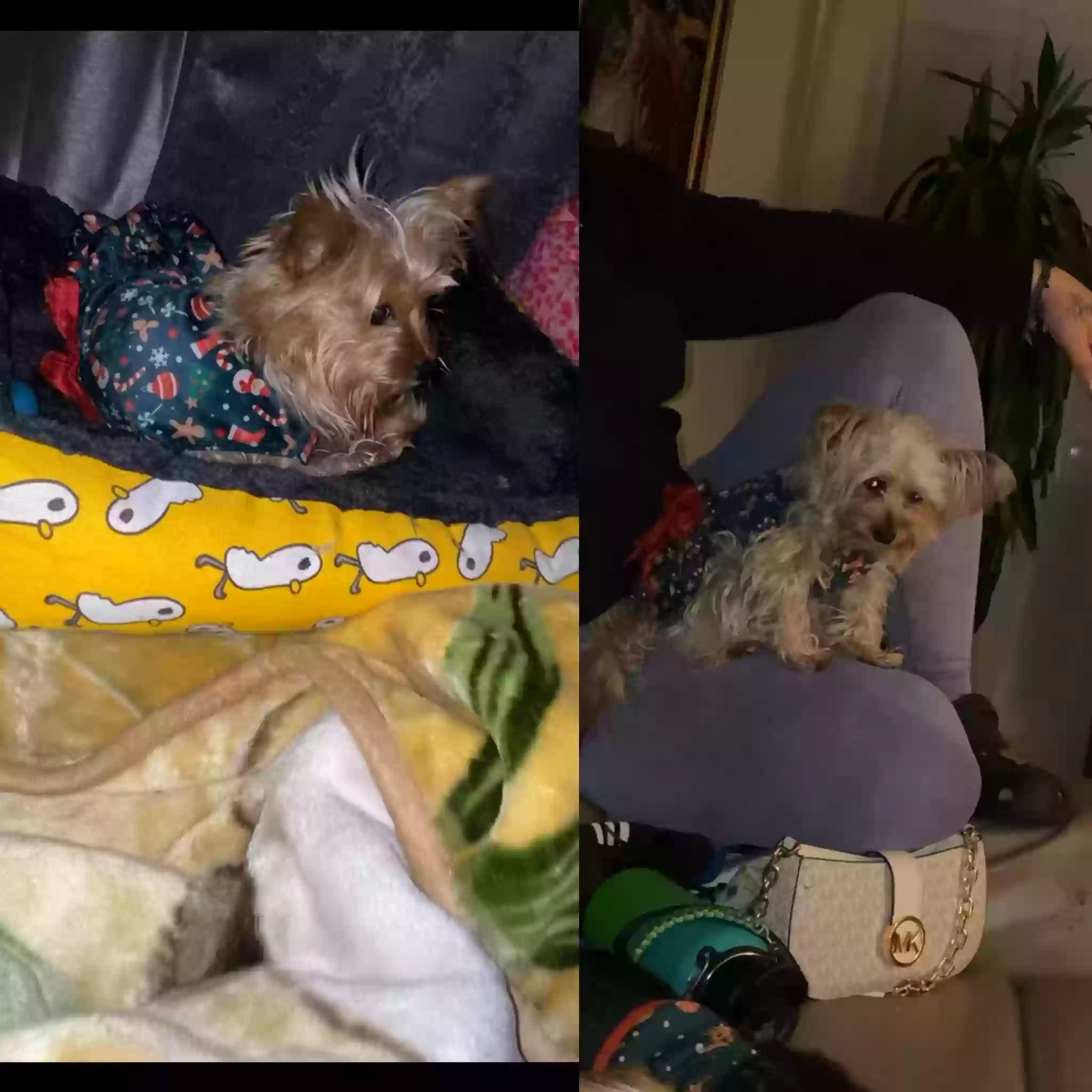 /lostandfound/images/lnfpets/original/171677_photo.webp