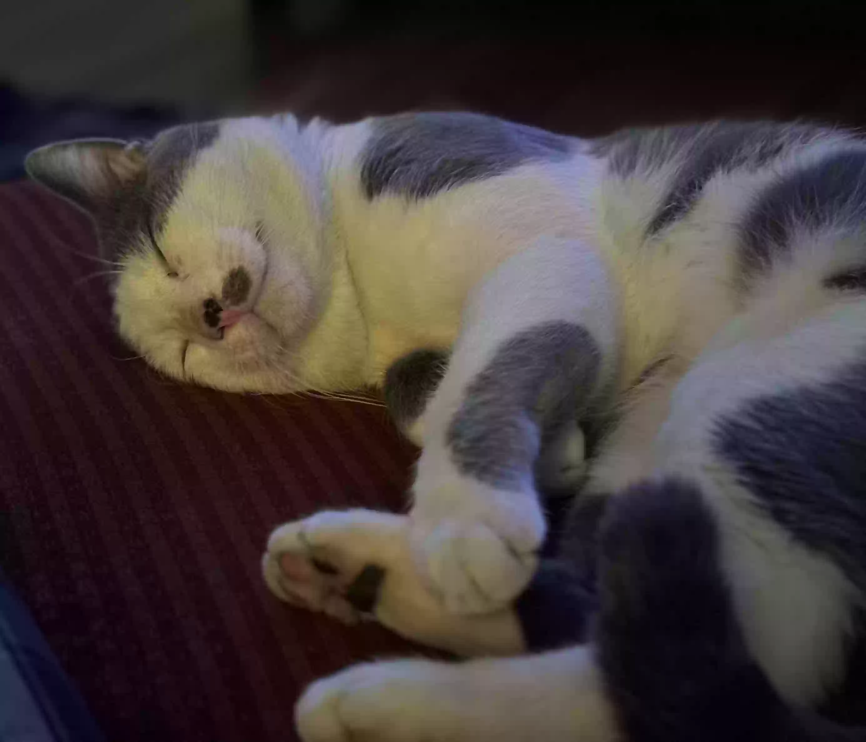 /lostandfound/images/lnfpets/original/171678_photo.webp