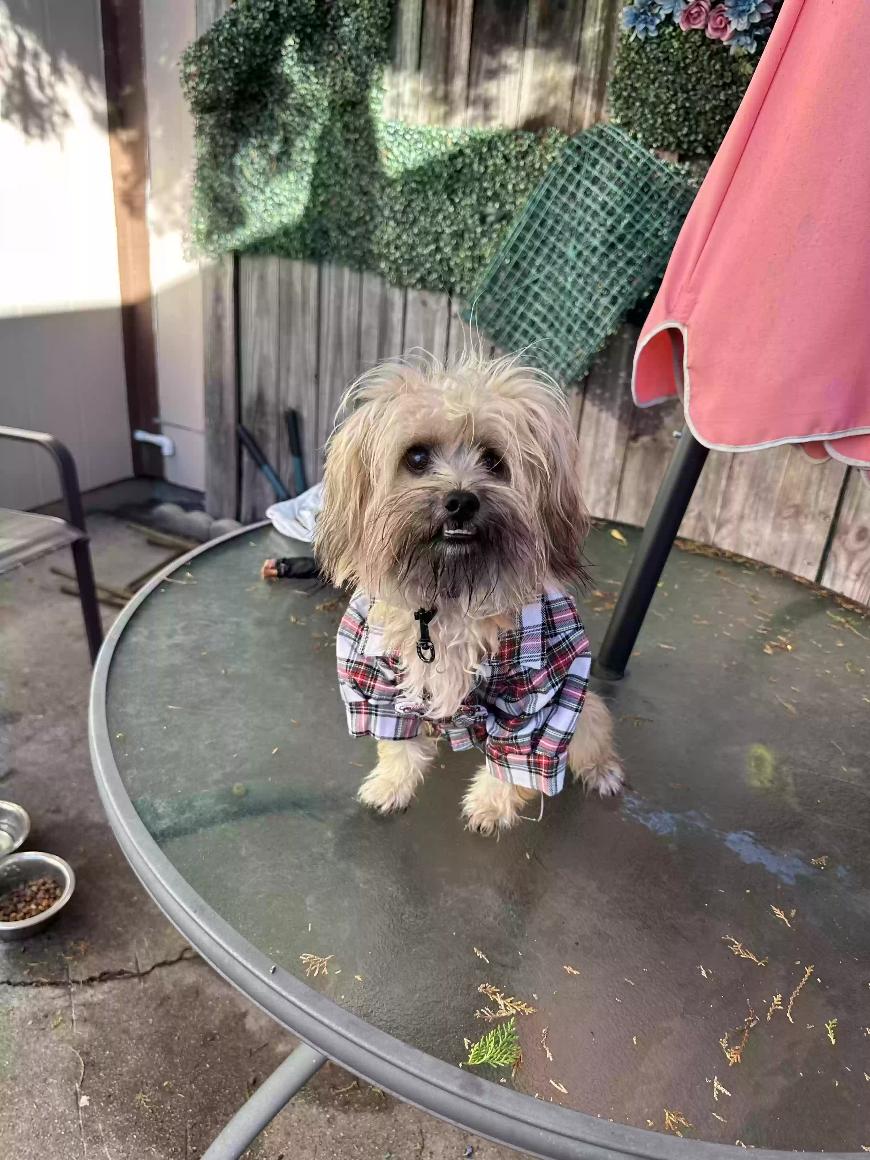 /lostandfound/images/lnfpets/original/171701_photo.webp