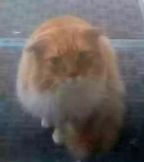 /lostandfound/images/lnfpets/original/171702_photo.webp