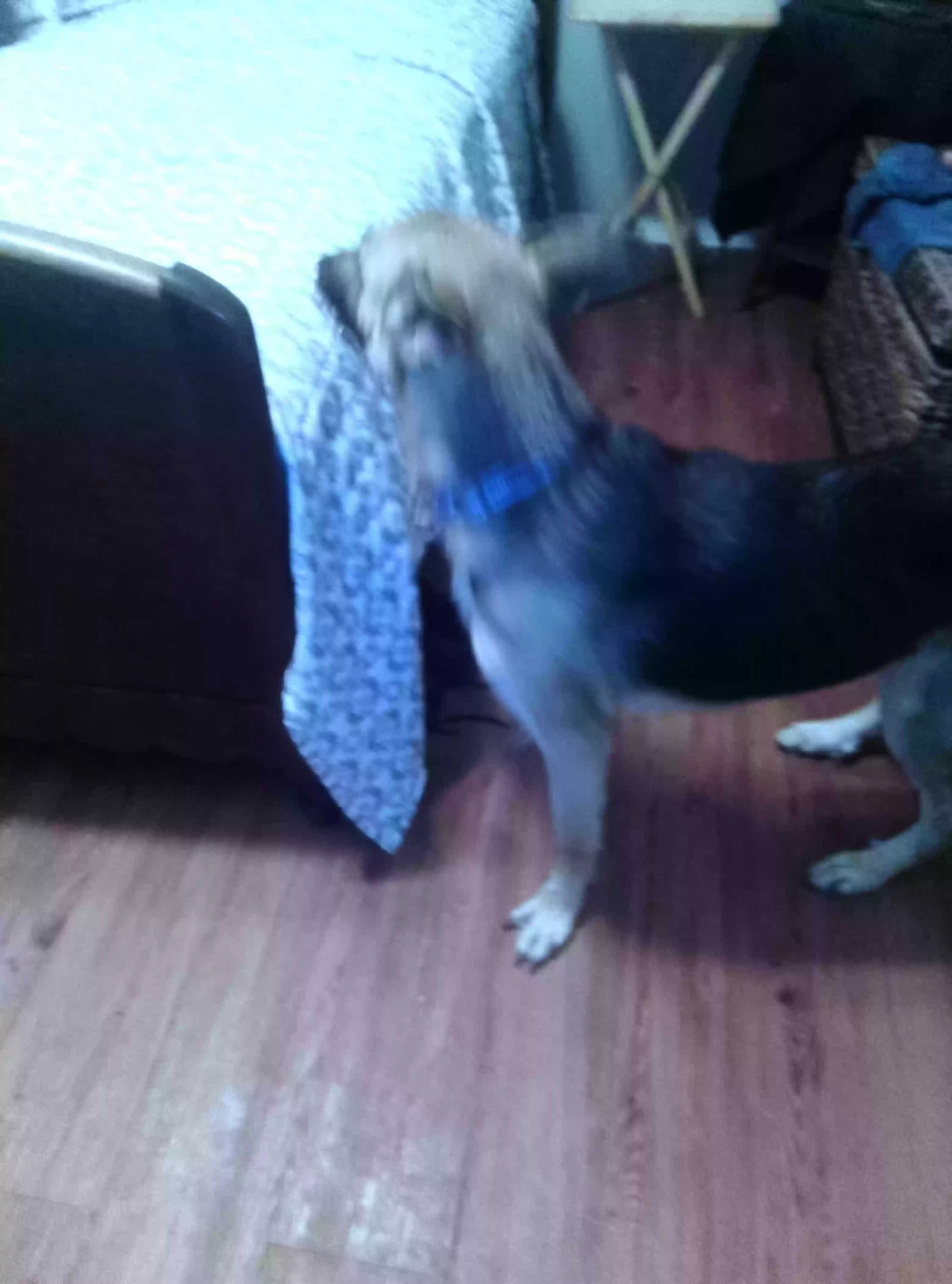 /lostandfound/images/lnfpets/original/171751_photo.webp