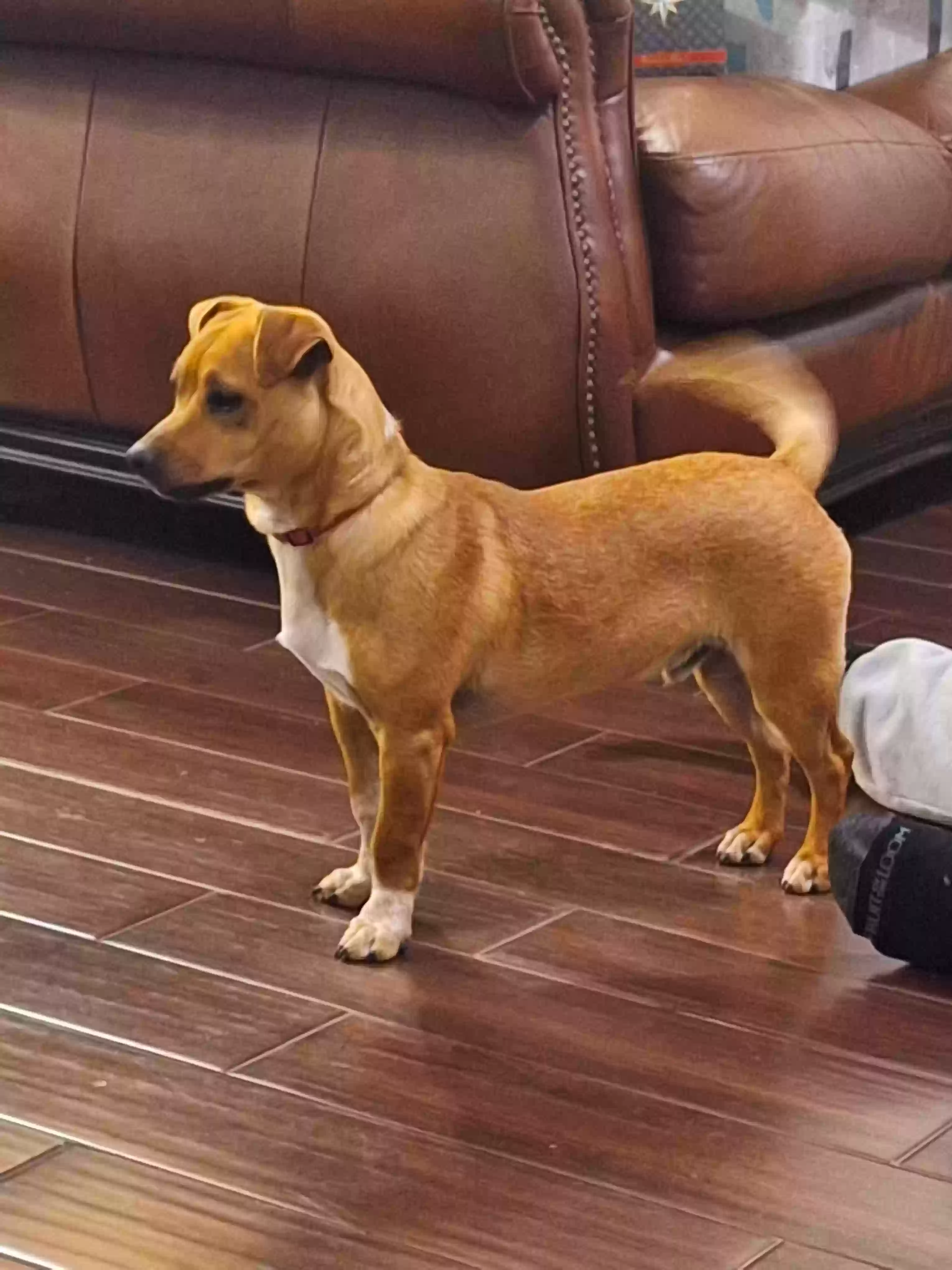 /lostandfound/images/lnfpets/original/171772_photo.webp