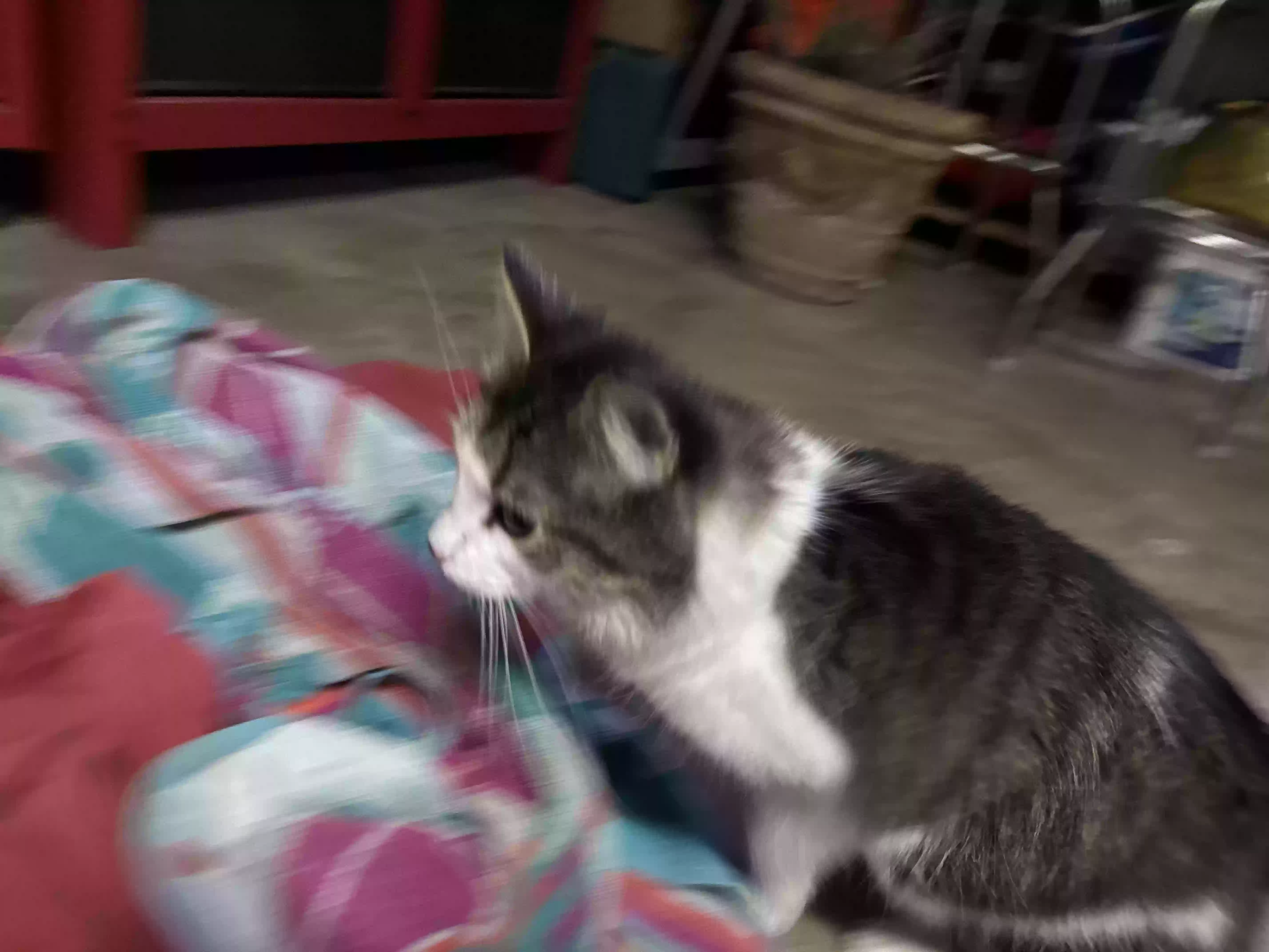 /lostandfound/images/lnfpets/original/171845_photo.webp