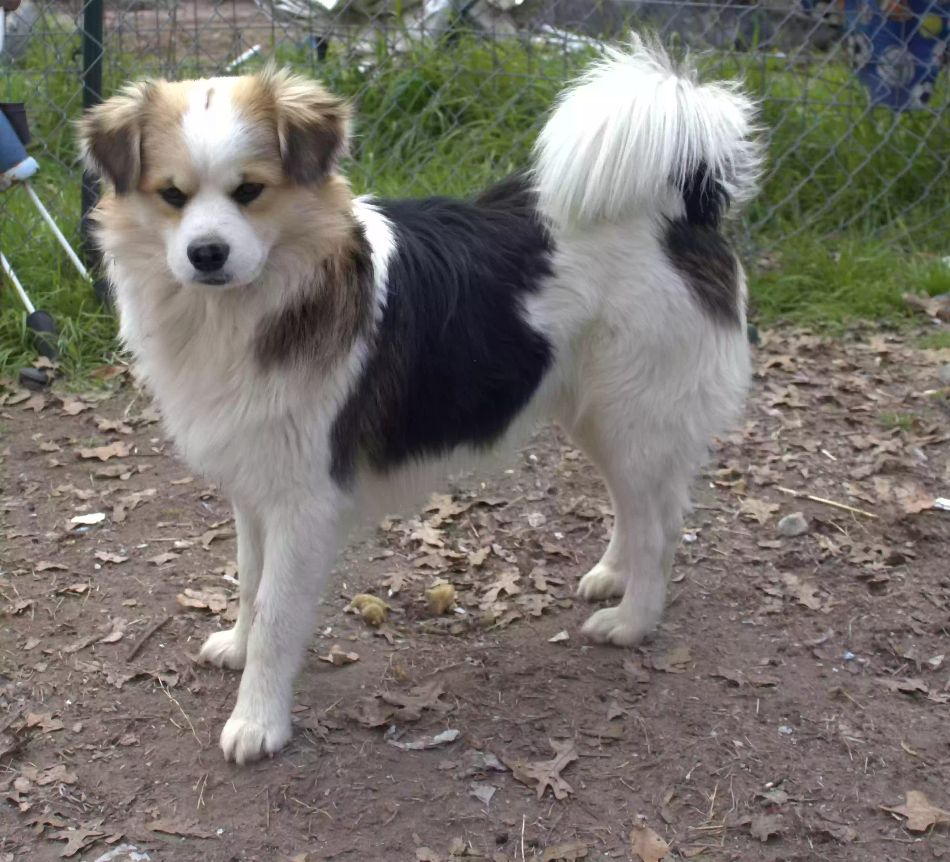 /lostandfound/images/lnfpets/original/171893_photo.webp