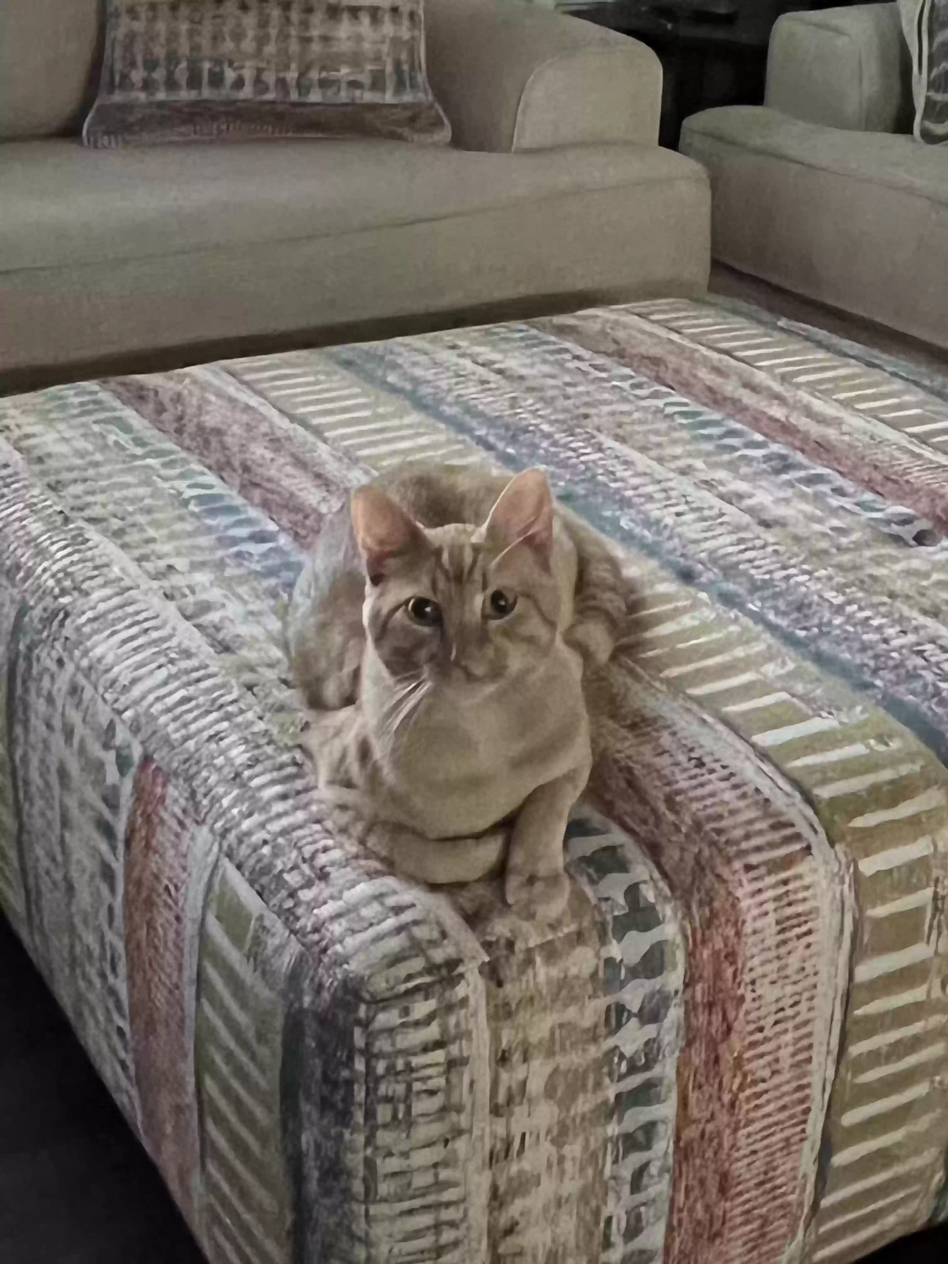 /lostandfound/images/lnfpets/original/171899_photo.webp