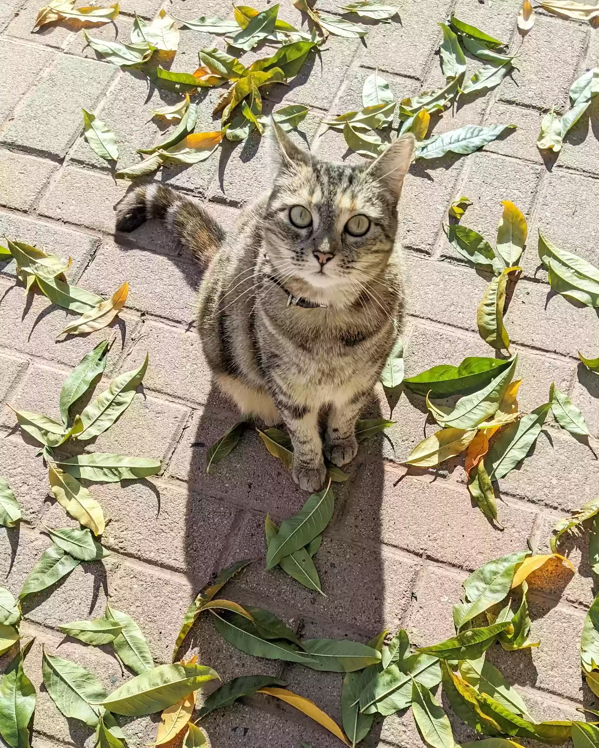 /lostandfound/images/lnfpets/original/171914_photo.webp