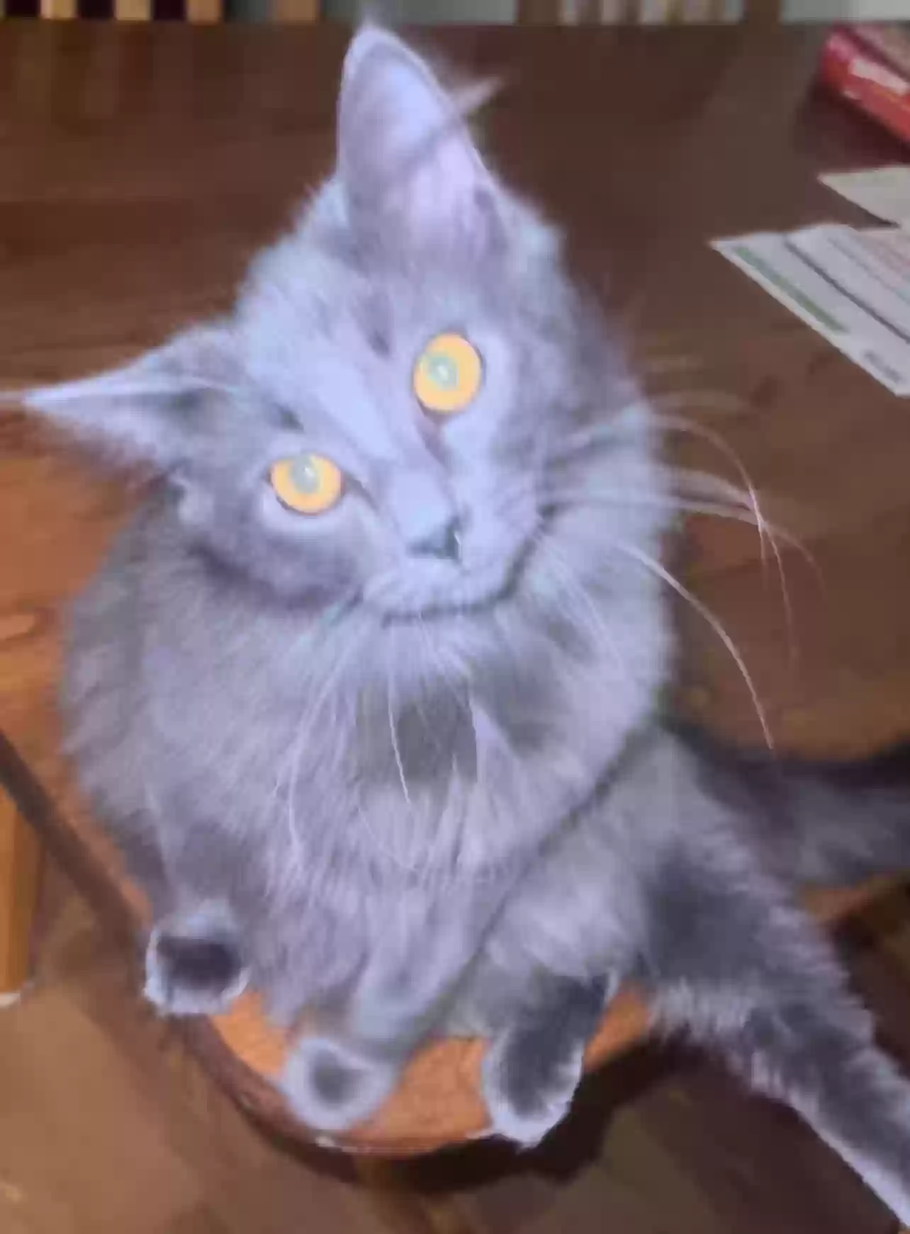 /lostandfound/images/lnfpets/original/171926_photo.webp